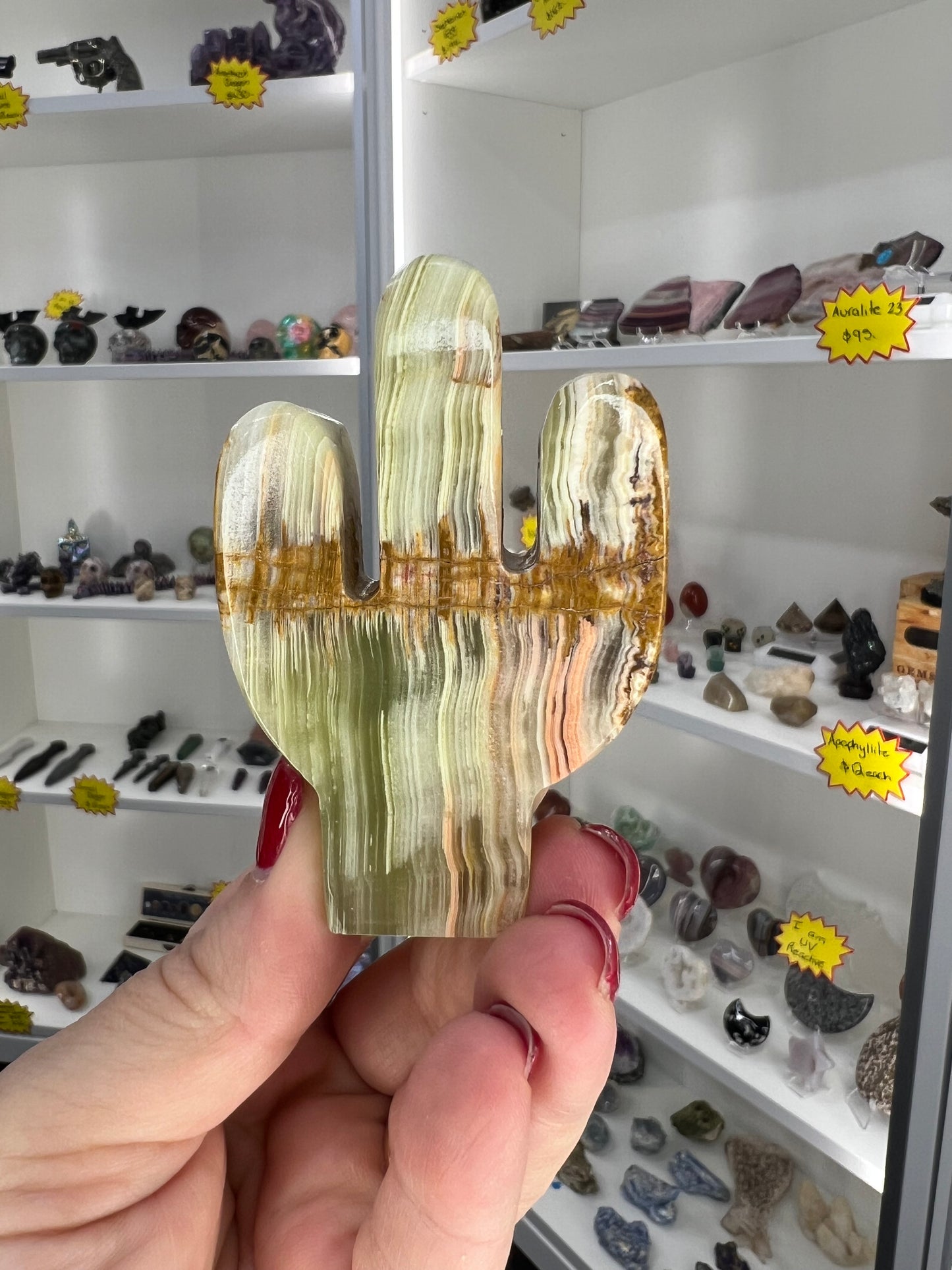 Onyx Cactus
