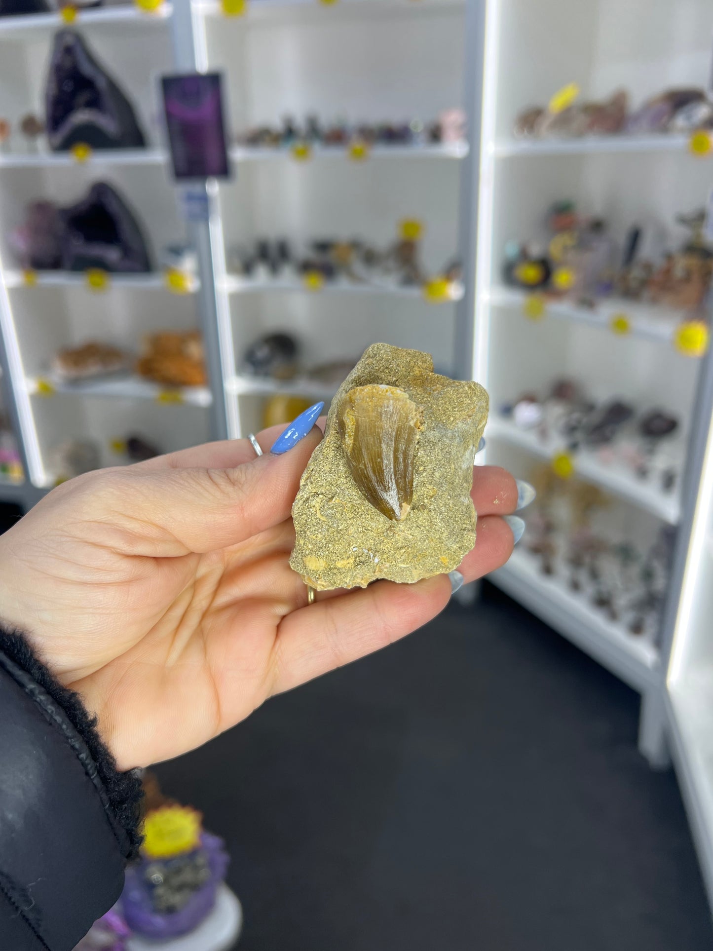 Mosasaurus Anceps Tooth in Matrix