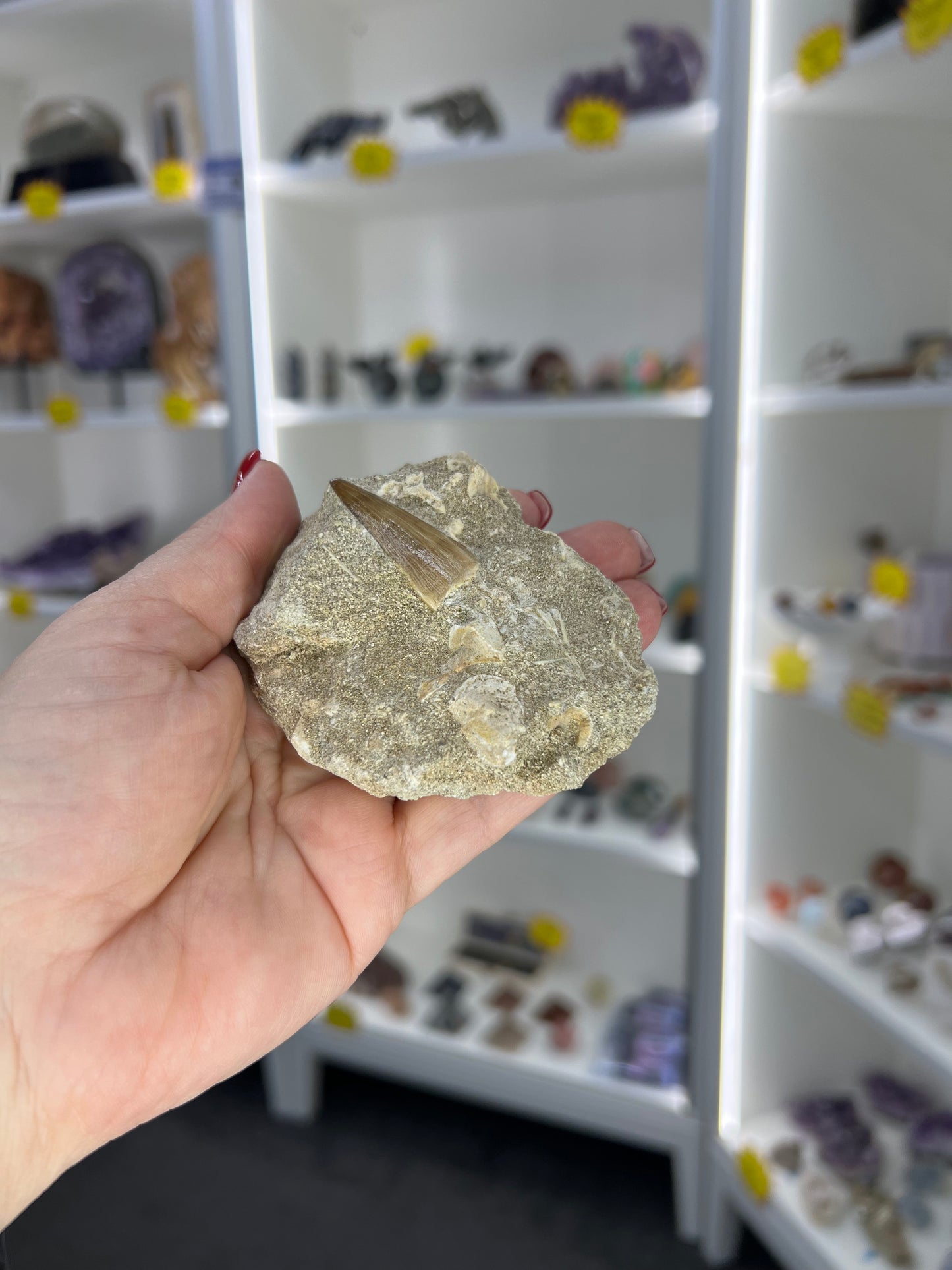 Monasaur Tooth in Matrix