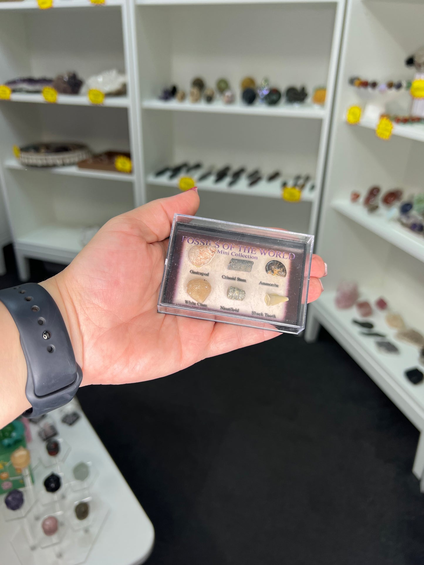 Fossils of the World Box