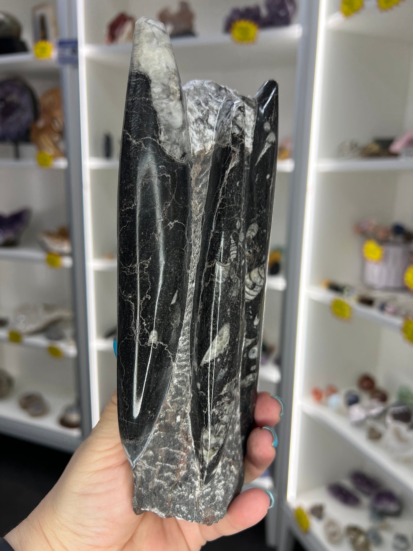 Orthoceras Tower