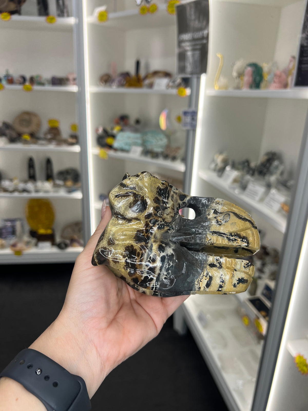 Picture Jasper Dinosaur Skull