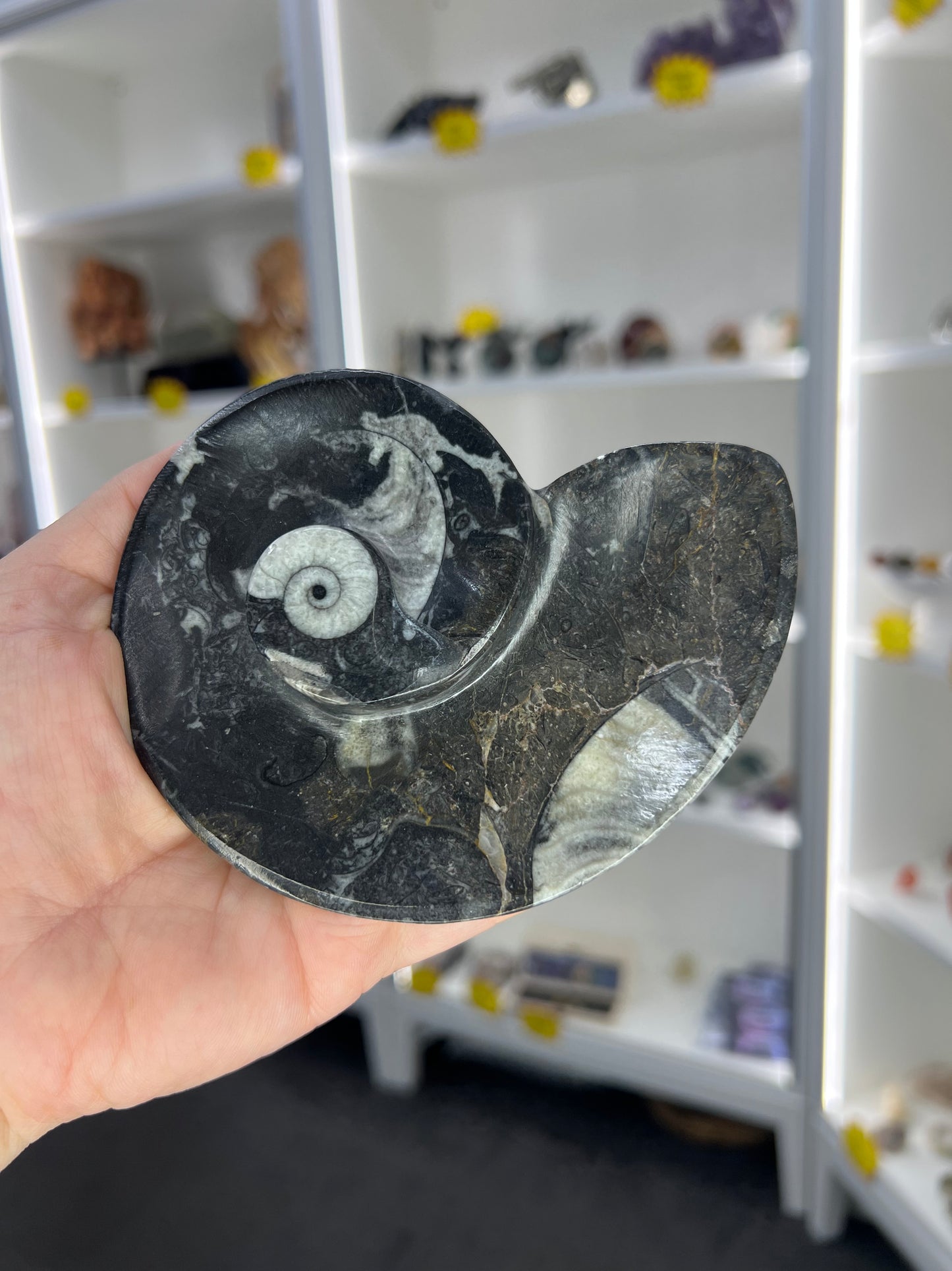 Goniatite Plate