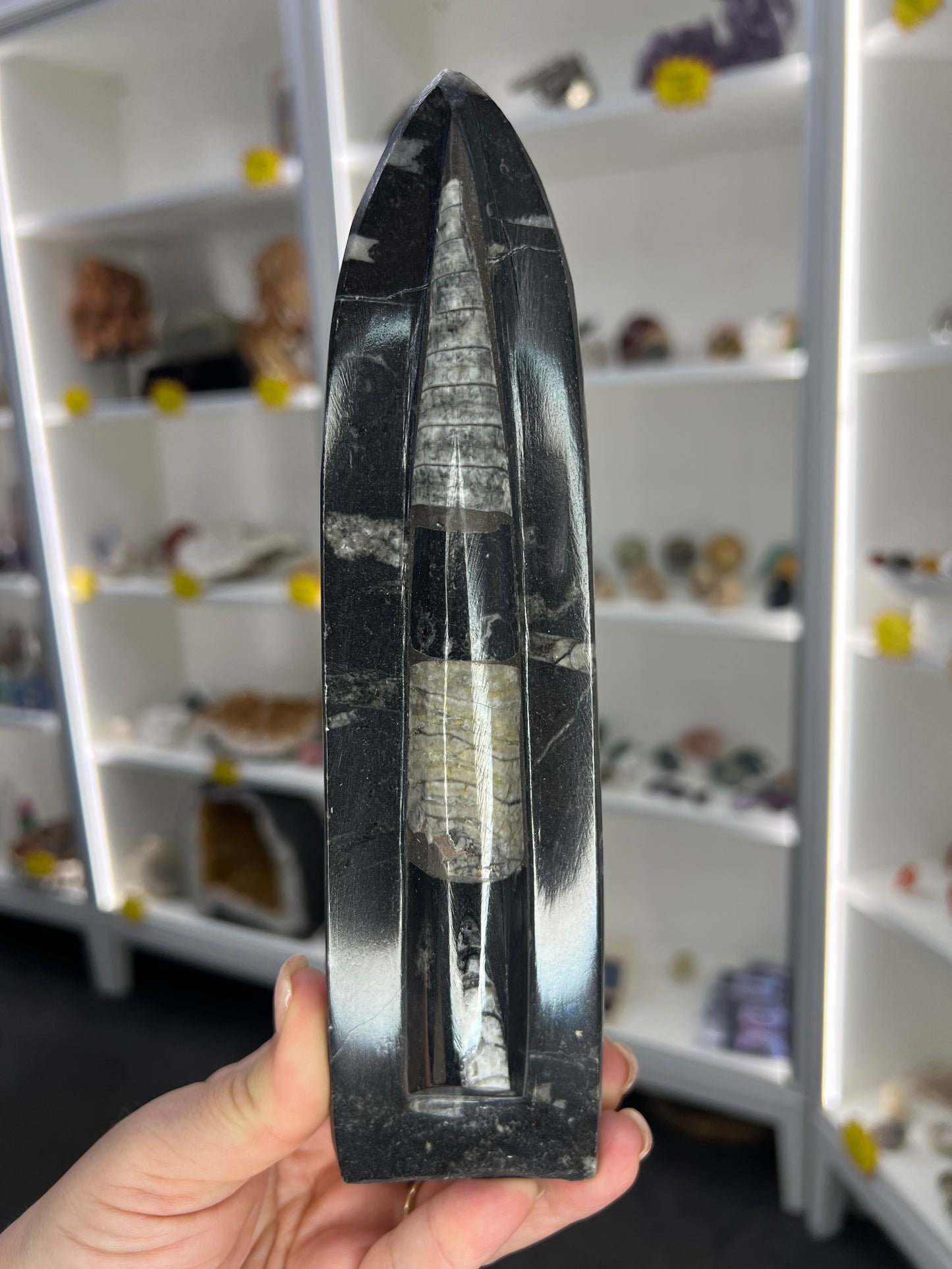 Orthoceras Totem
