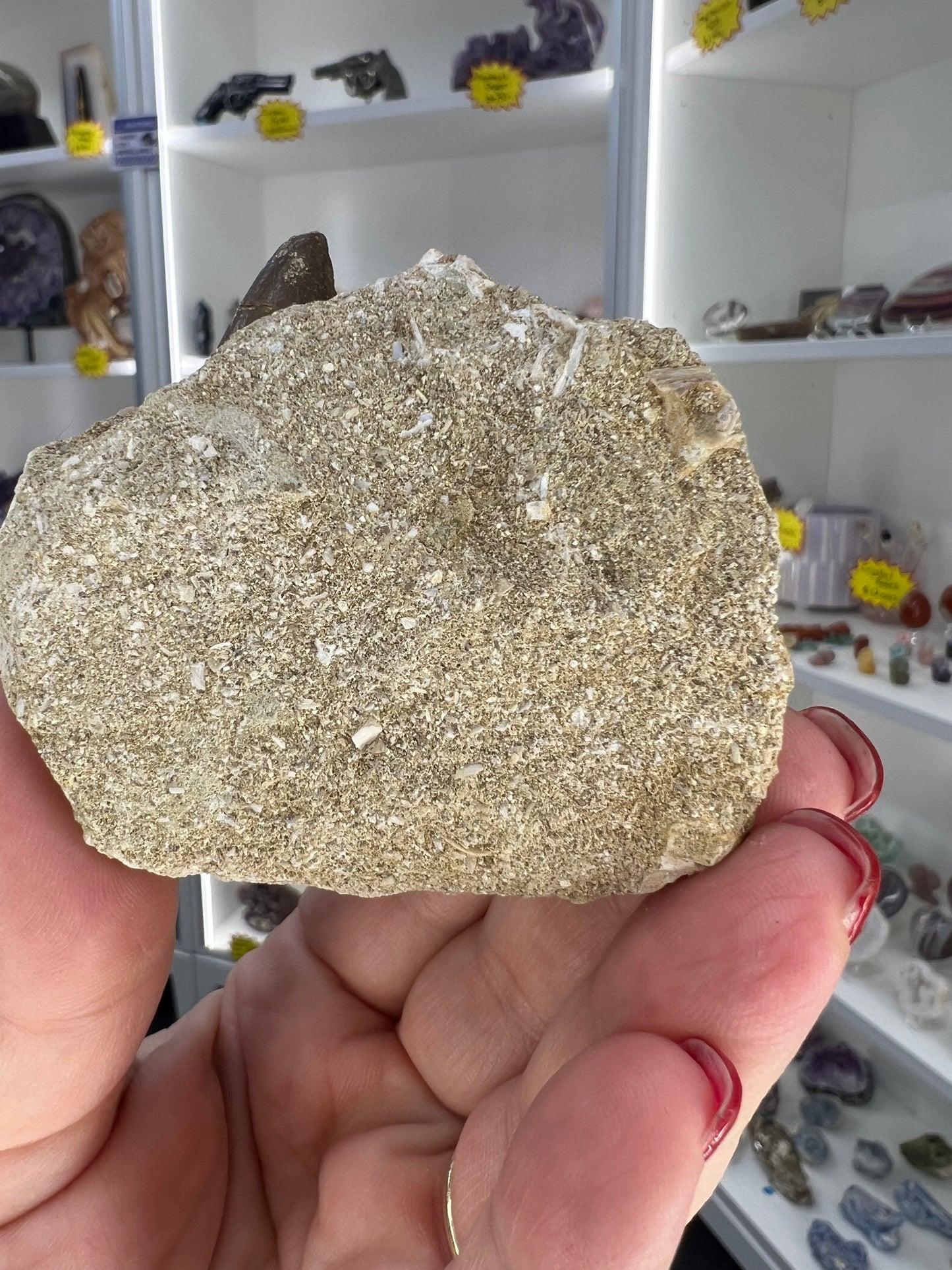 Monasaur Tooth in Matrix