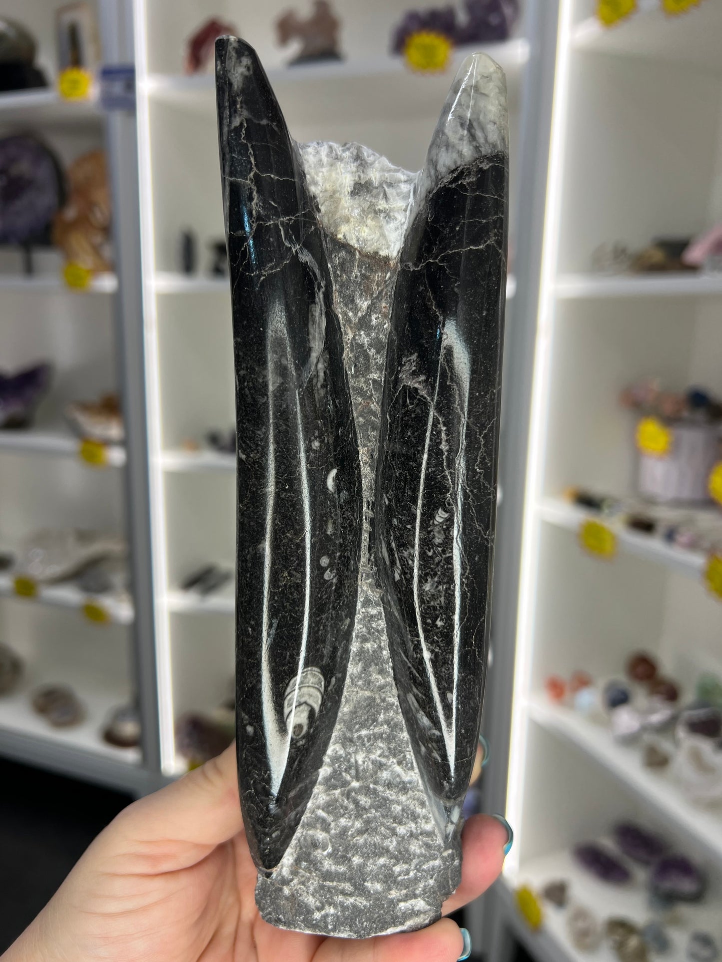 Orthoceras Tower