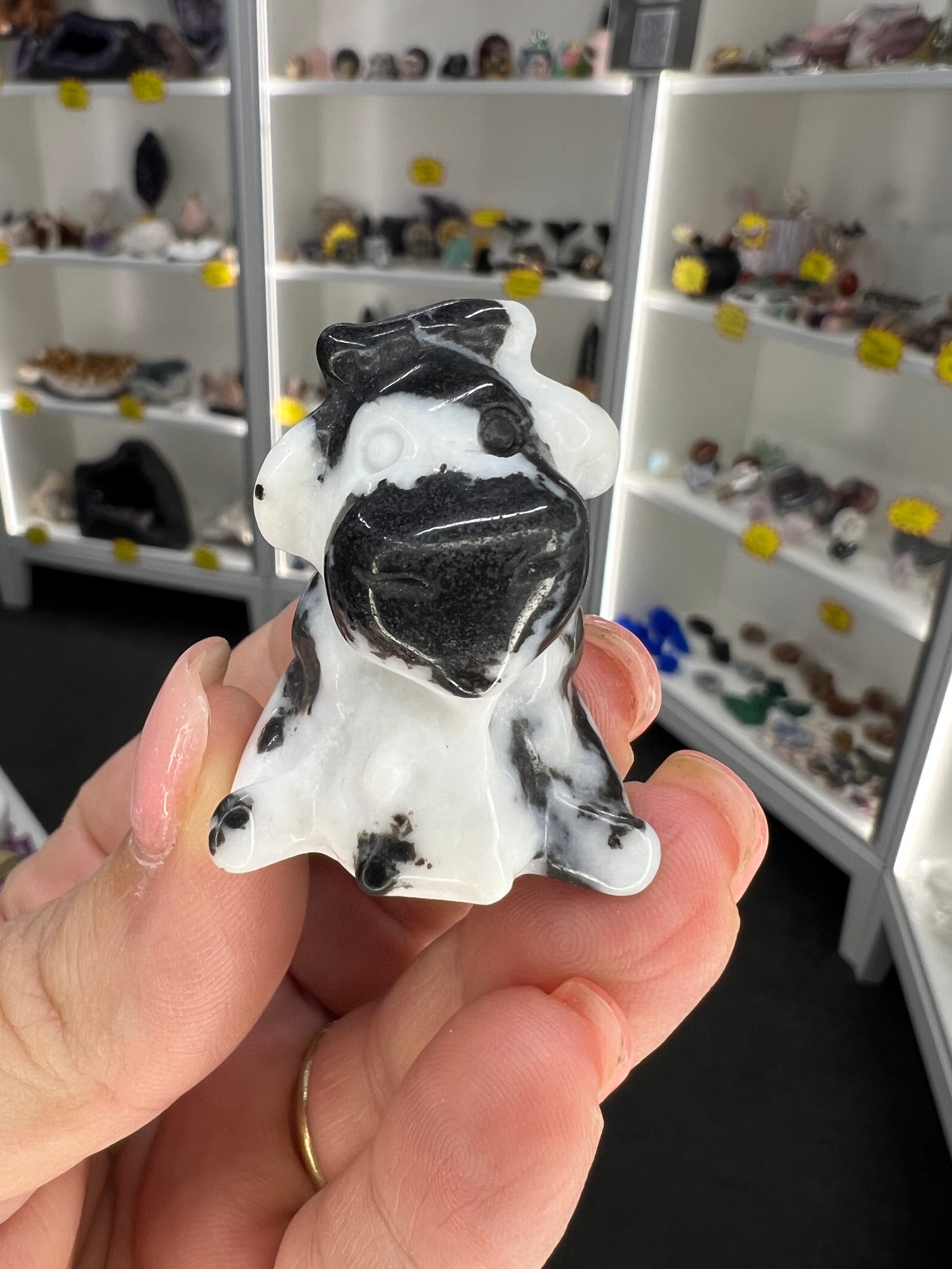 Zebra Jasper Cow