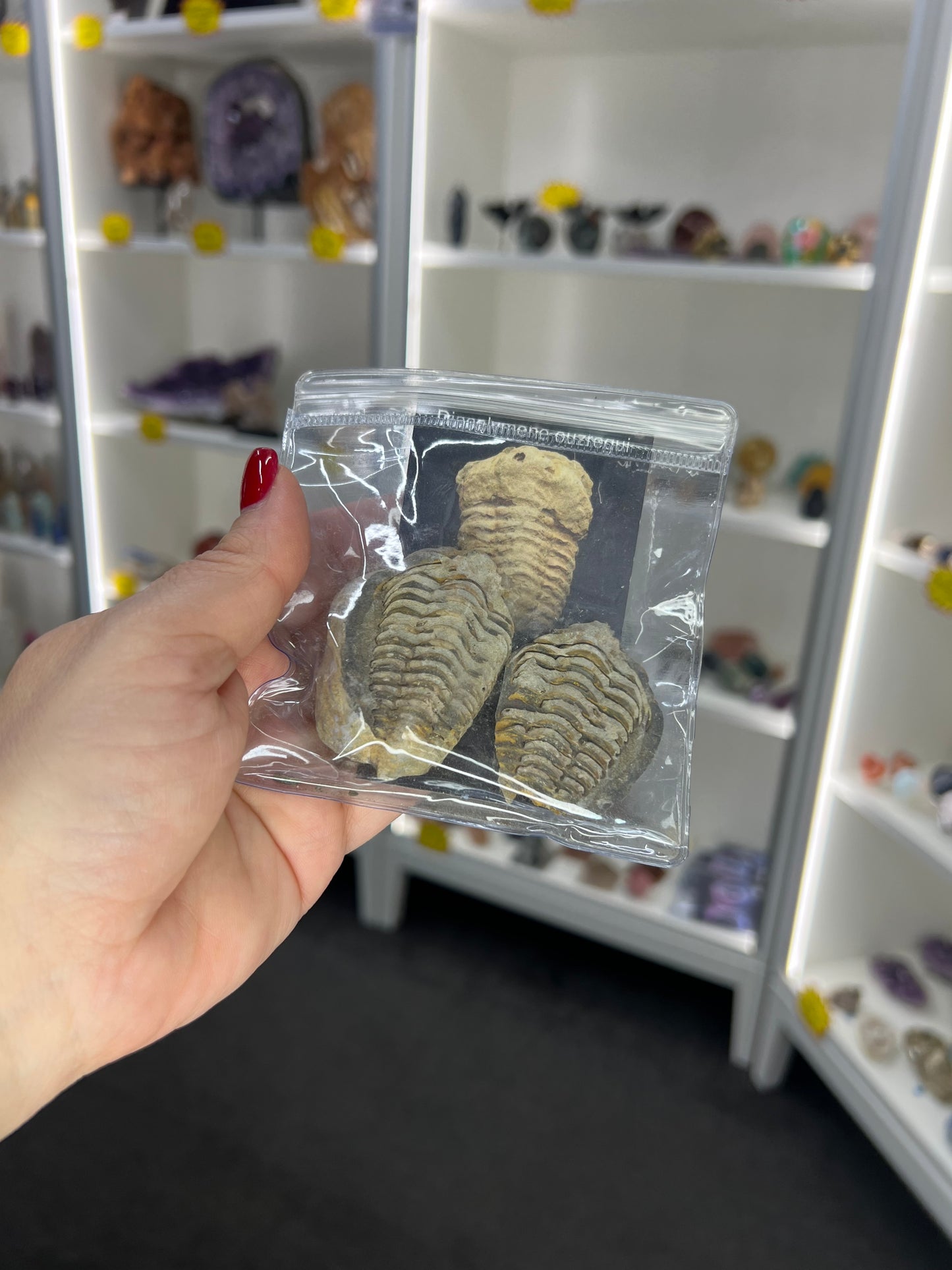 Trilobite