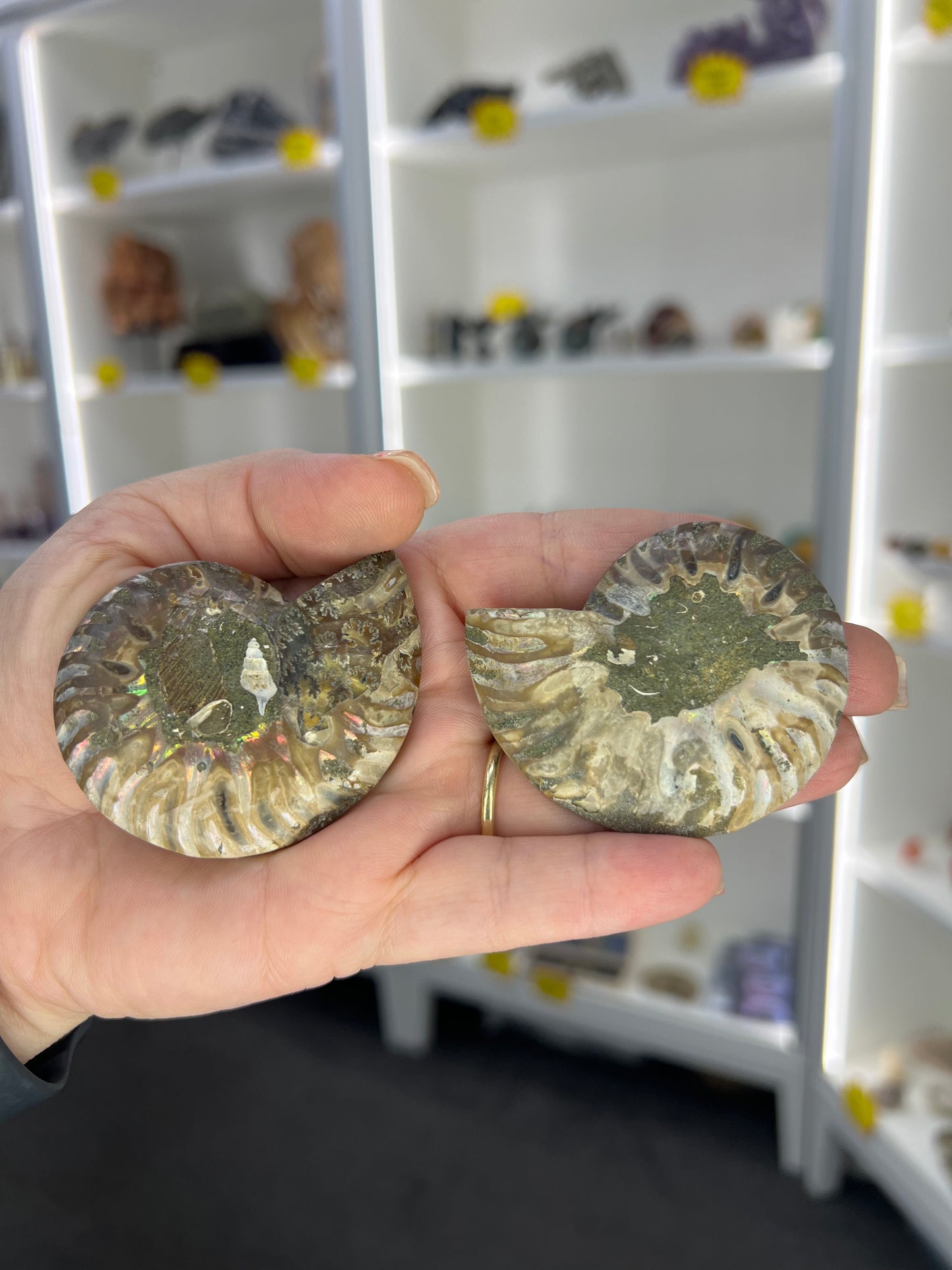 Ammonite Pair
