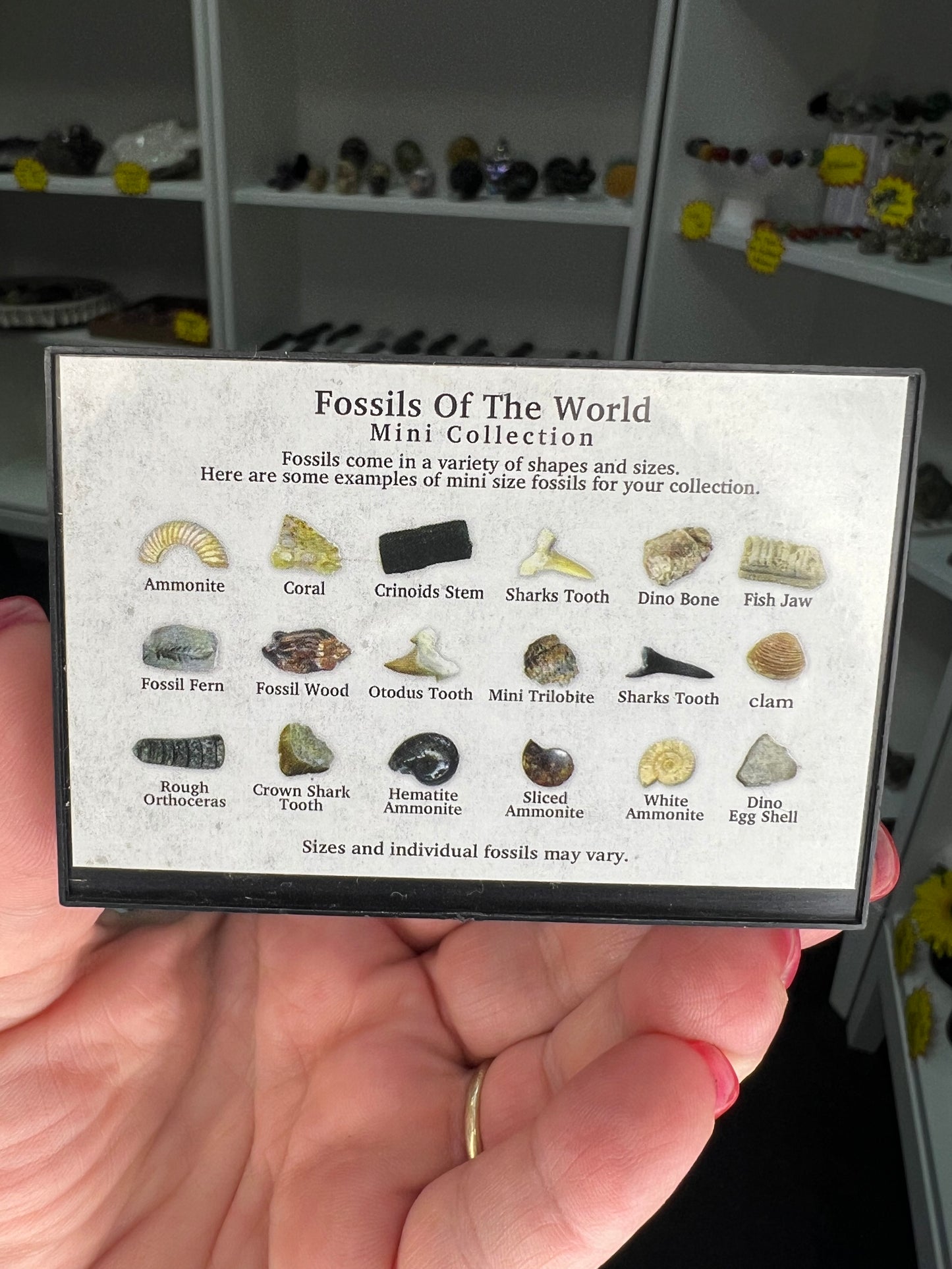 Fossils of the World Box