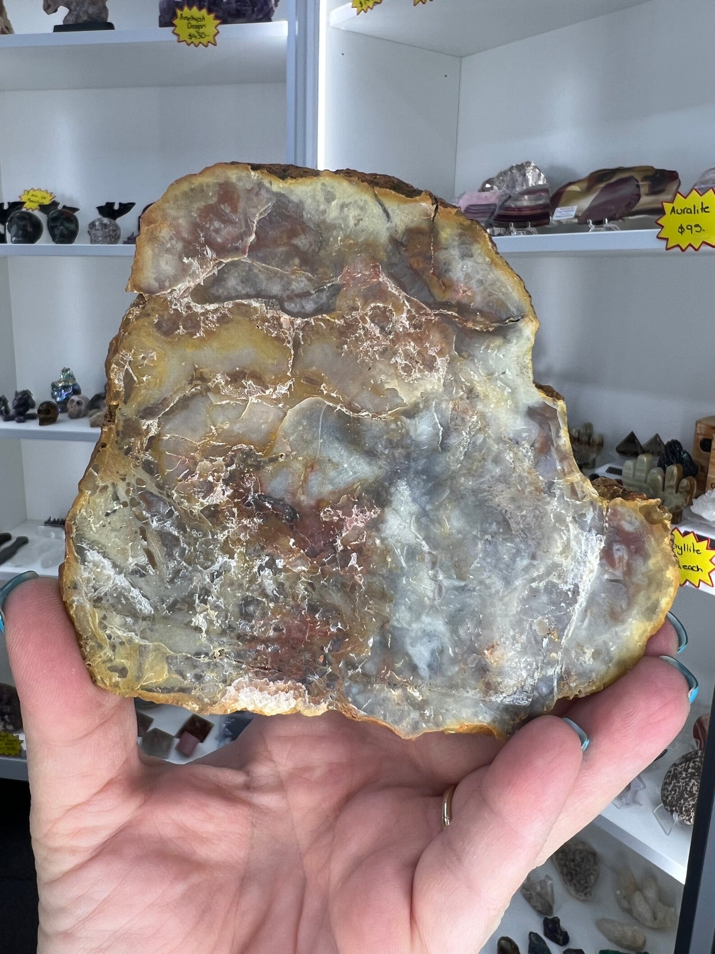 Dinosaur Poo / Coprolite