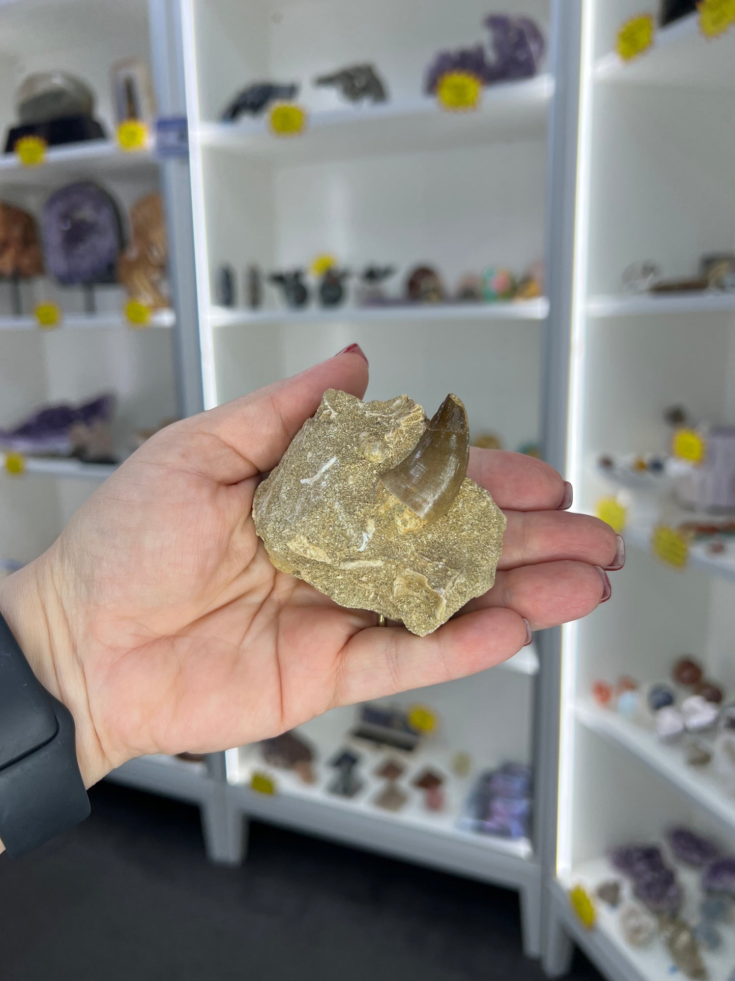 Monasaur Tooth in Matrix