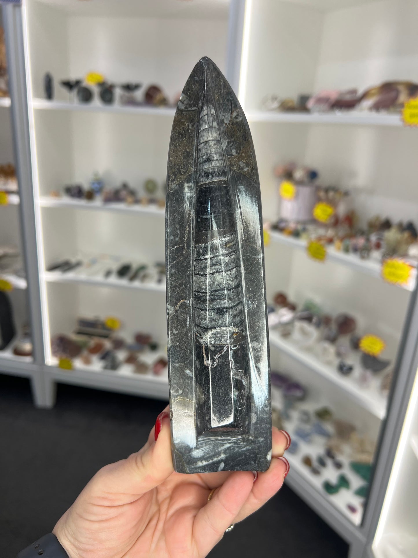 Orthoceras Totem