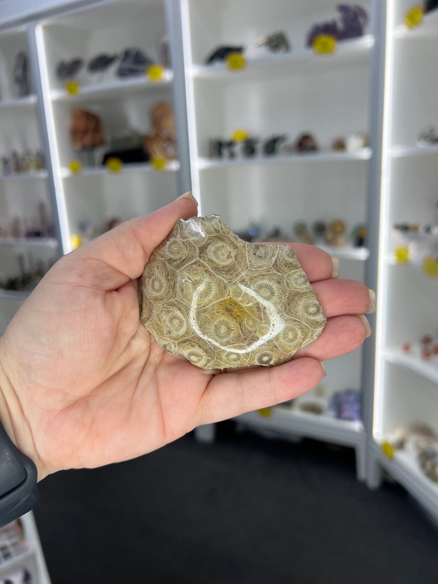 Coral Fossil