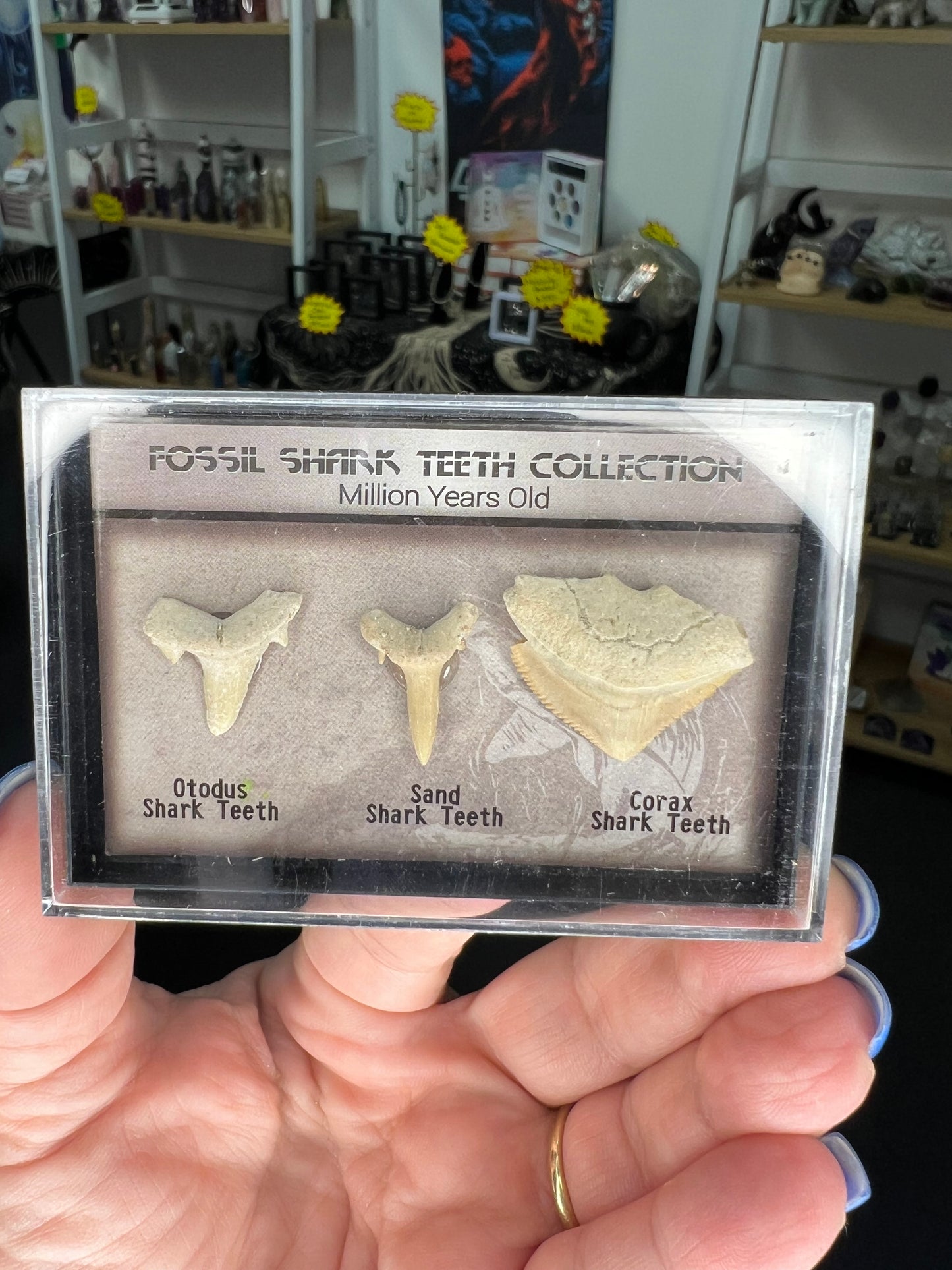 Fossil Shark Teeth Collection