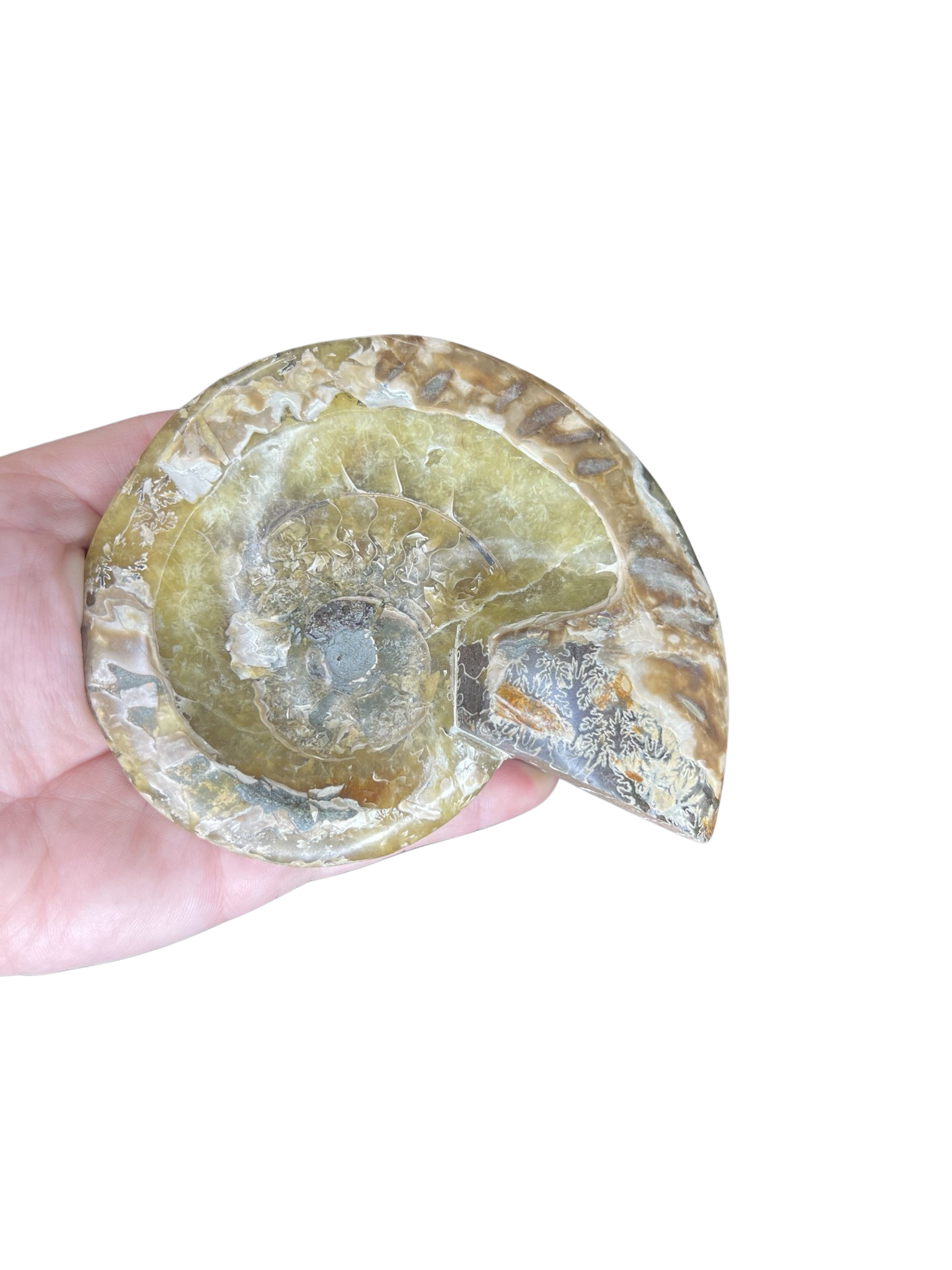 Ammonite Bowl