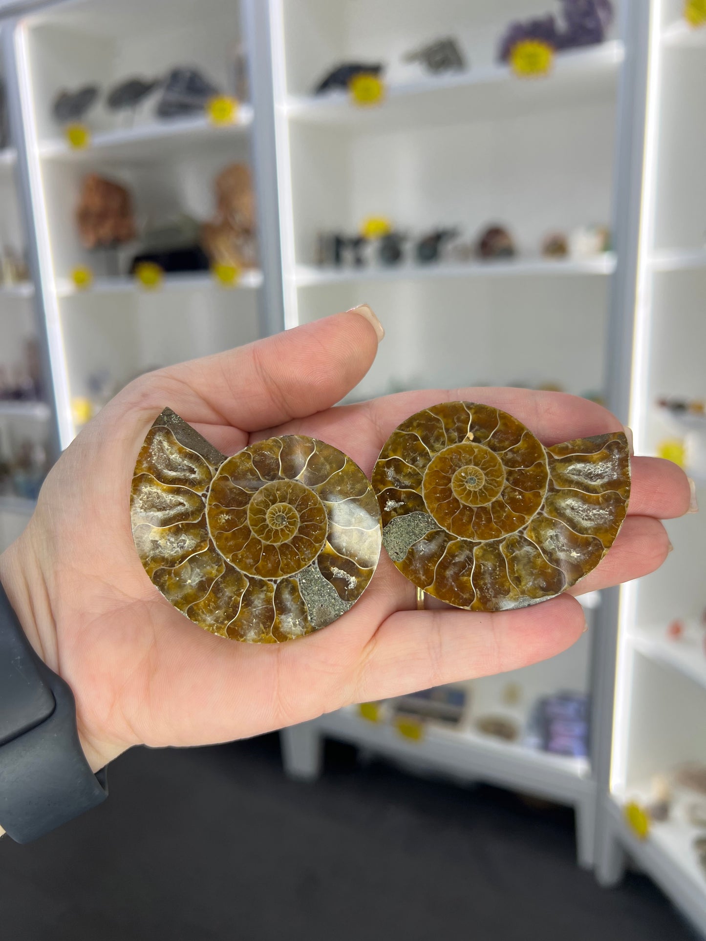 Ammonite Pair