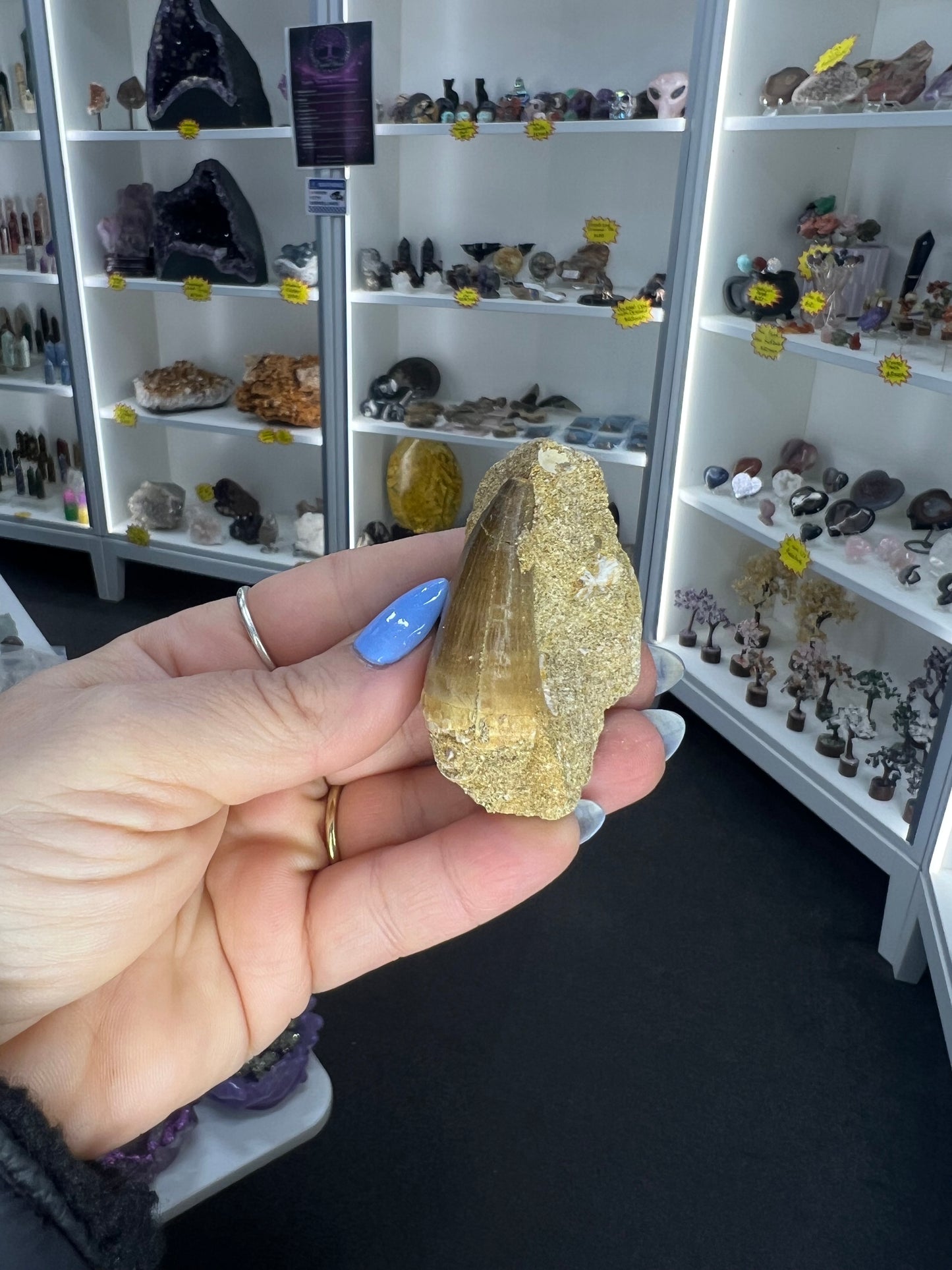 Mosasaurus Anceps Tooth in Matrix