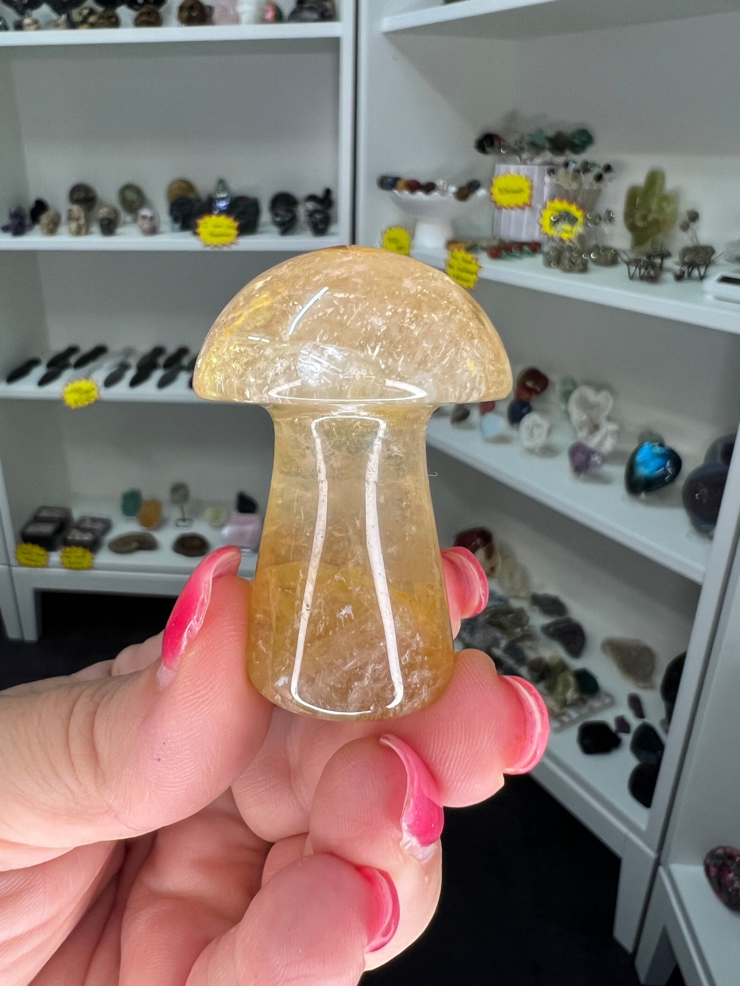 Golden Healer Mushroom