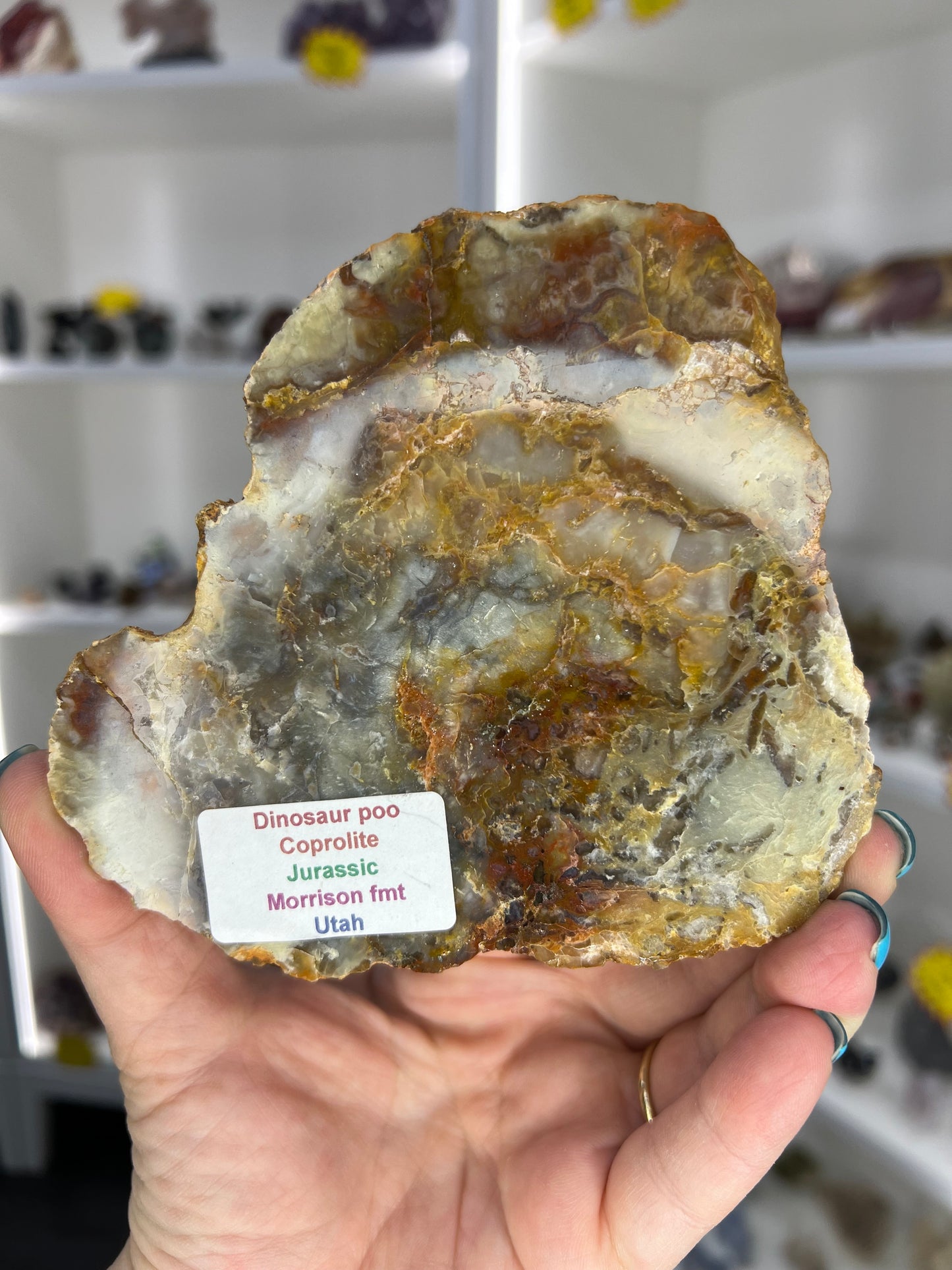 Dinosaur Poo / Coprolite
