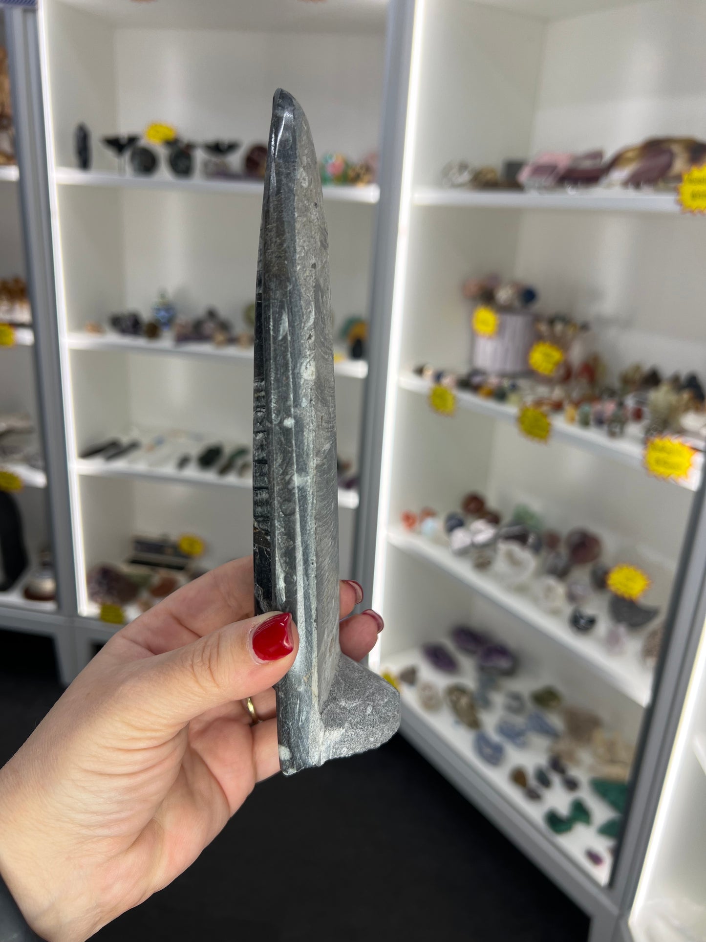 Orthoceras Totem