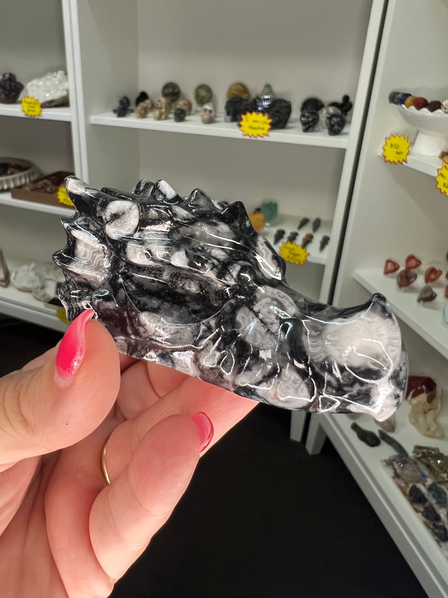 Shell Dragon Head