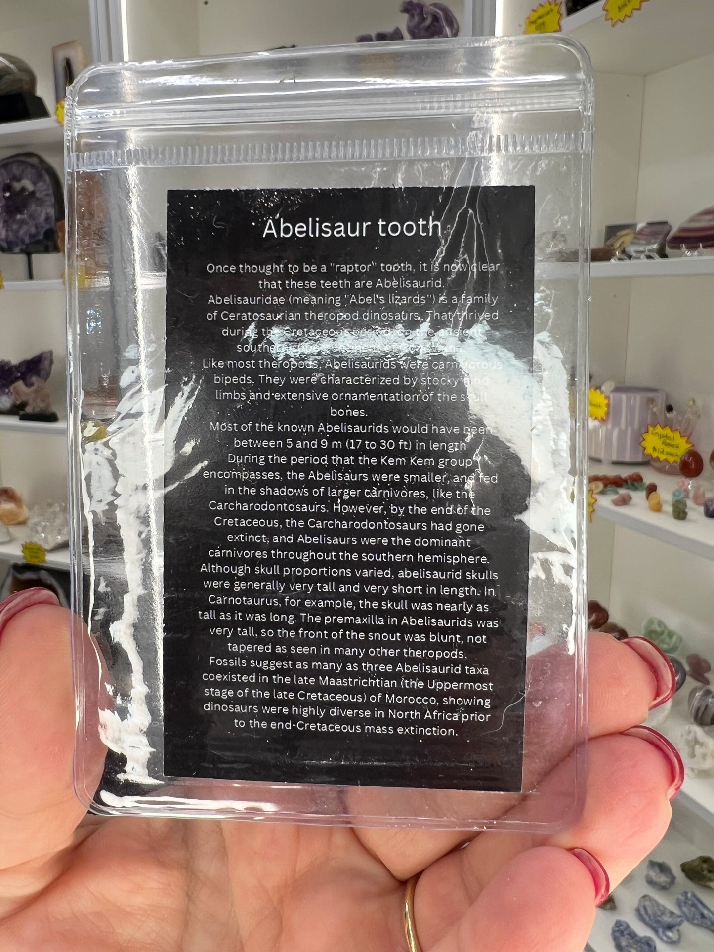 Abelisaur Tooth