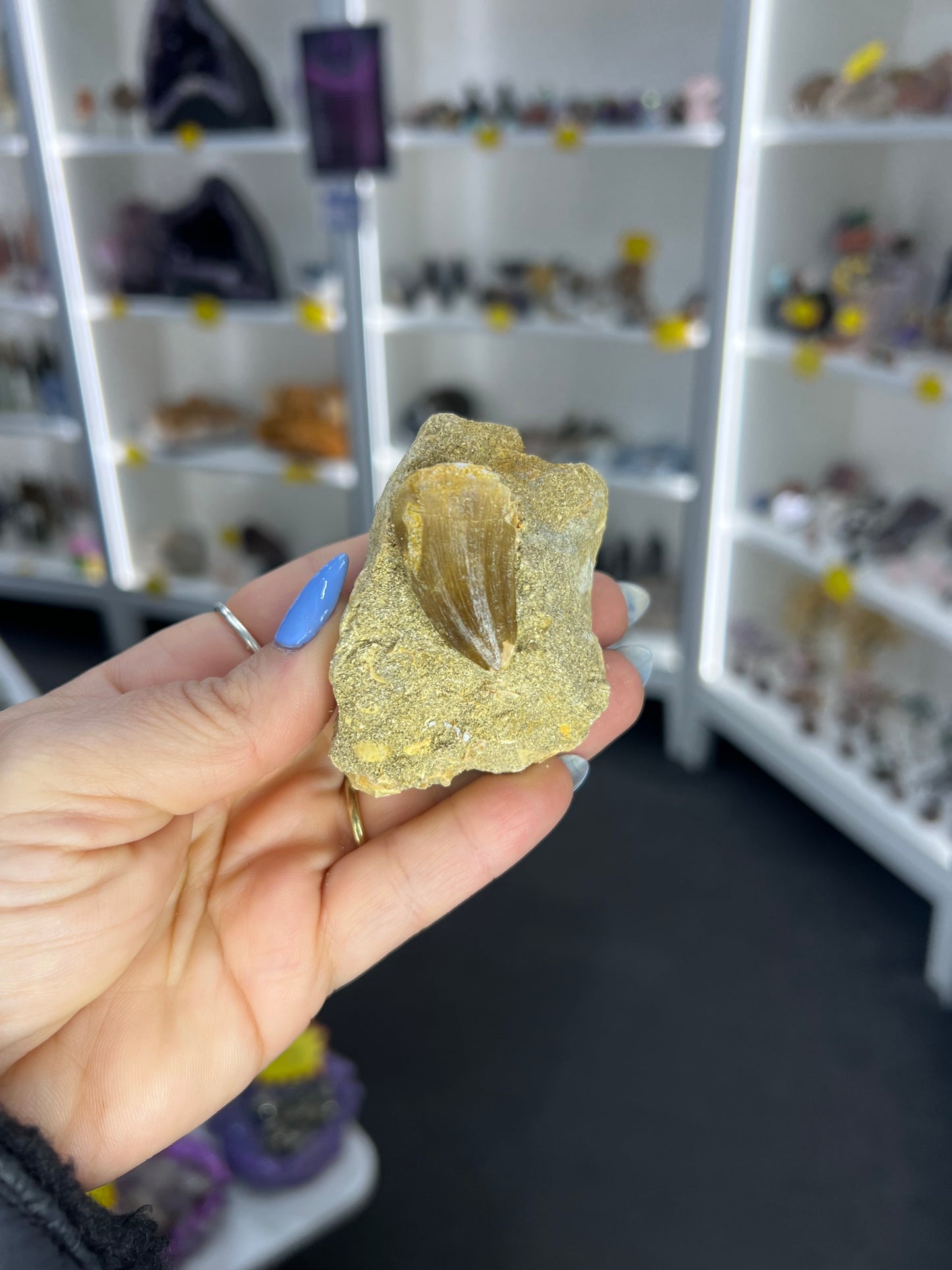 Mosasaurus Anceps Tooth in Matrix