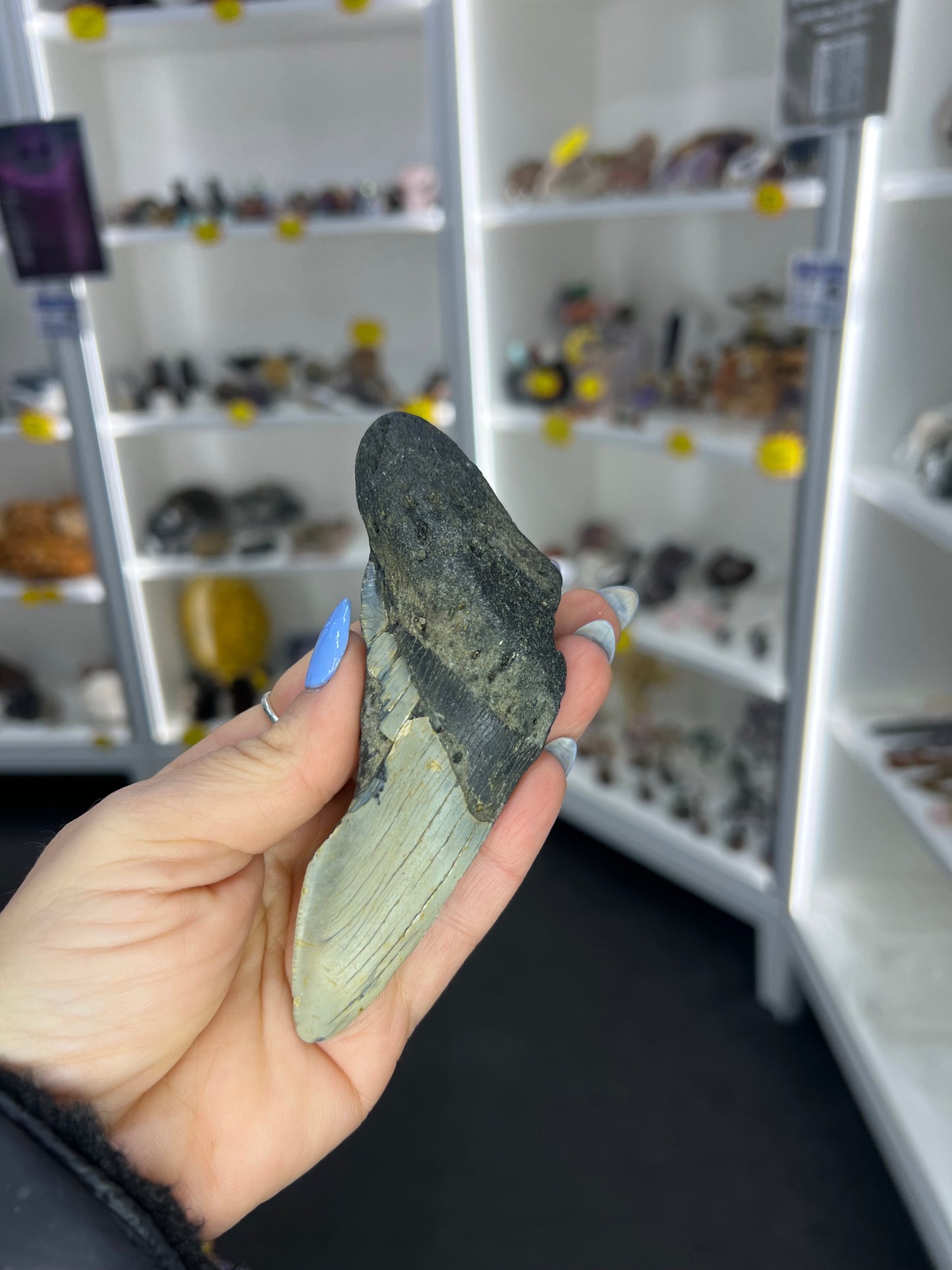 Megalodon Tooth