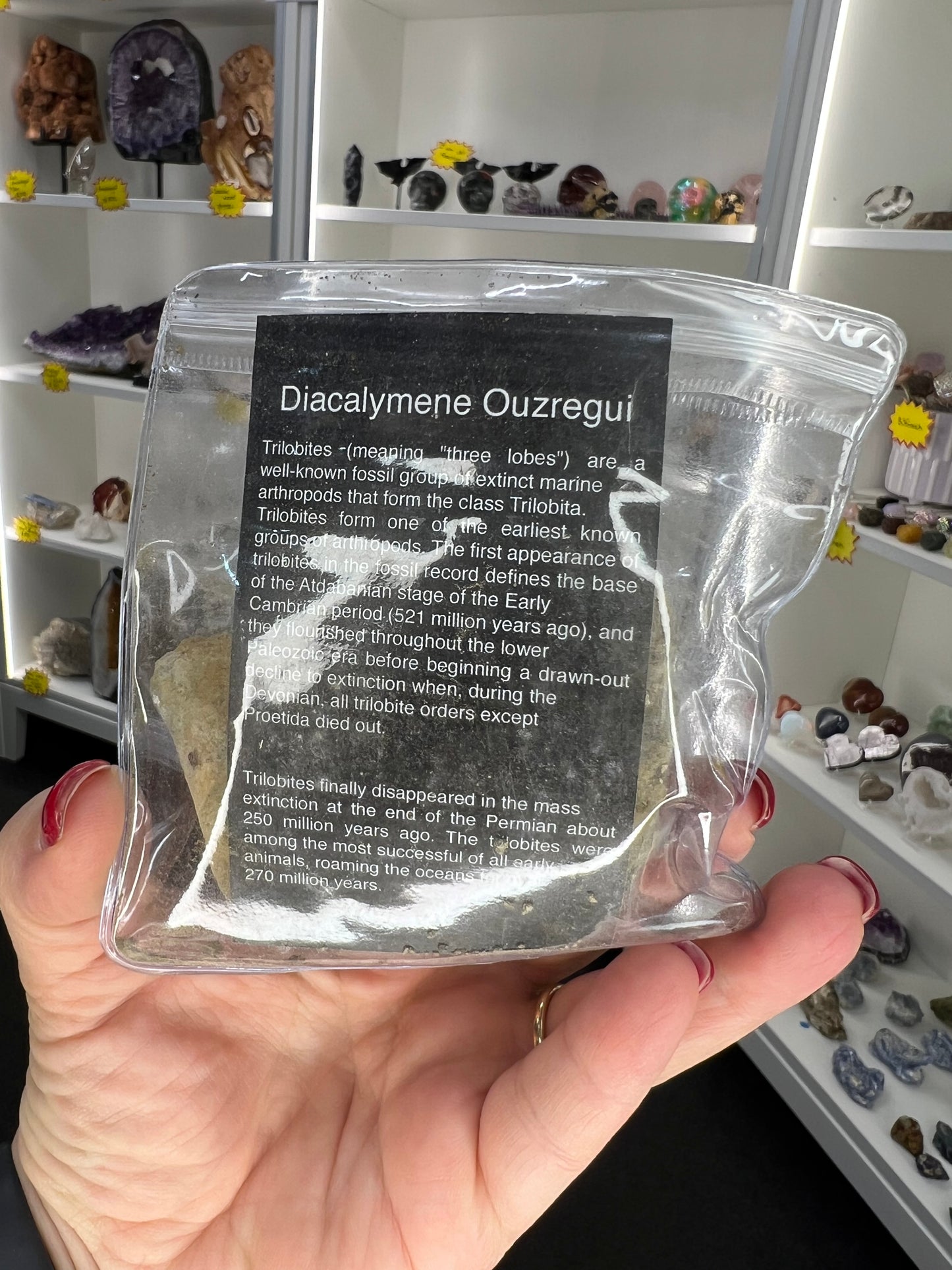 Trilobite
