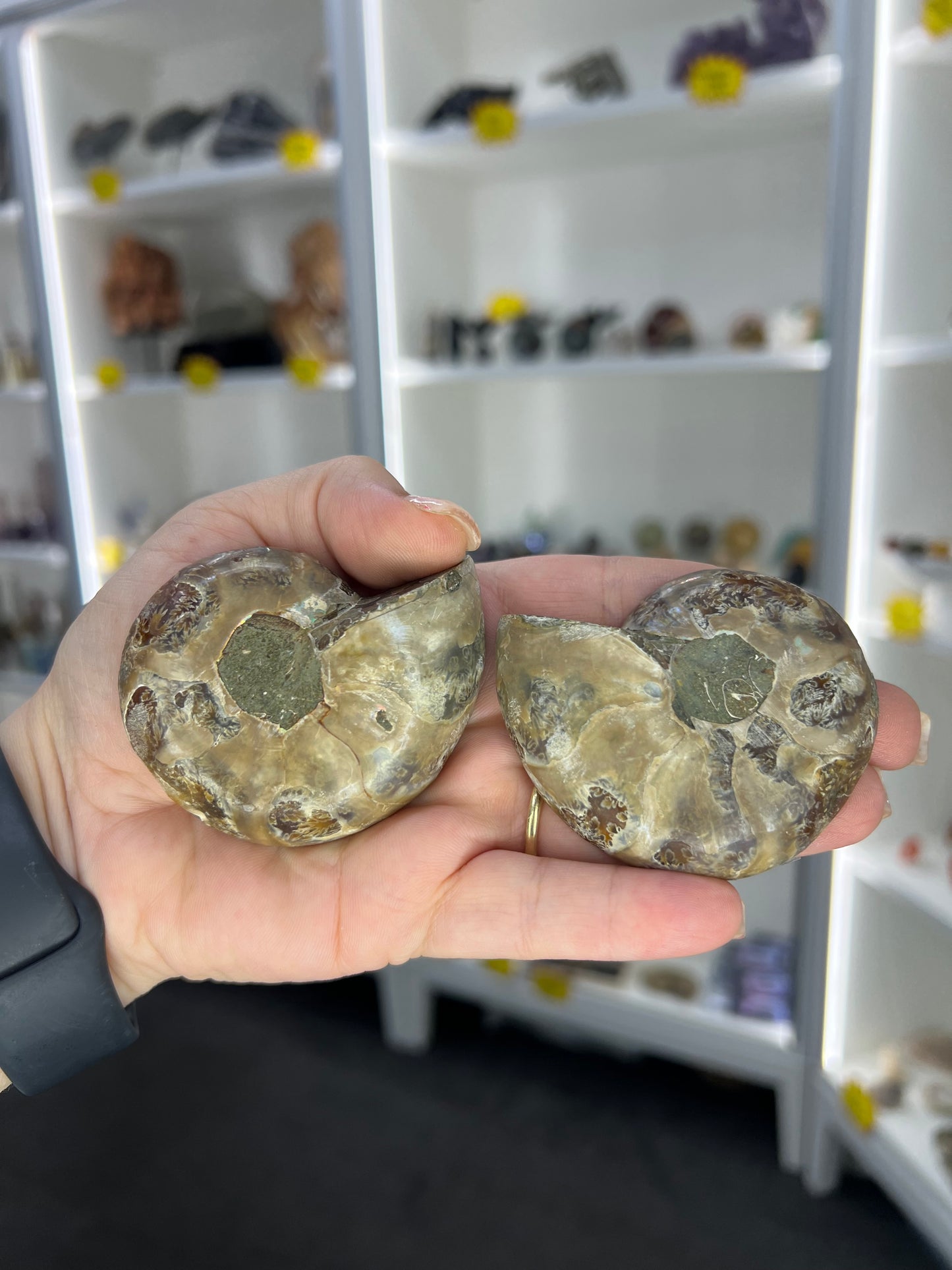 Ammonite Pair