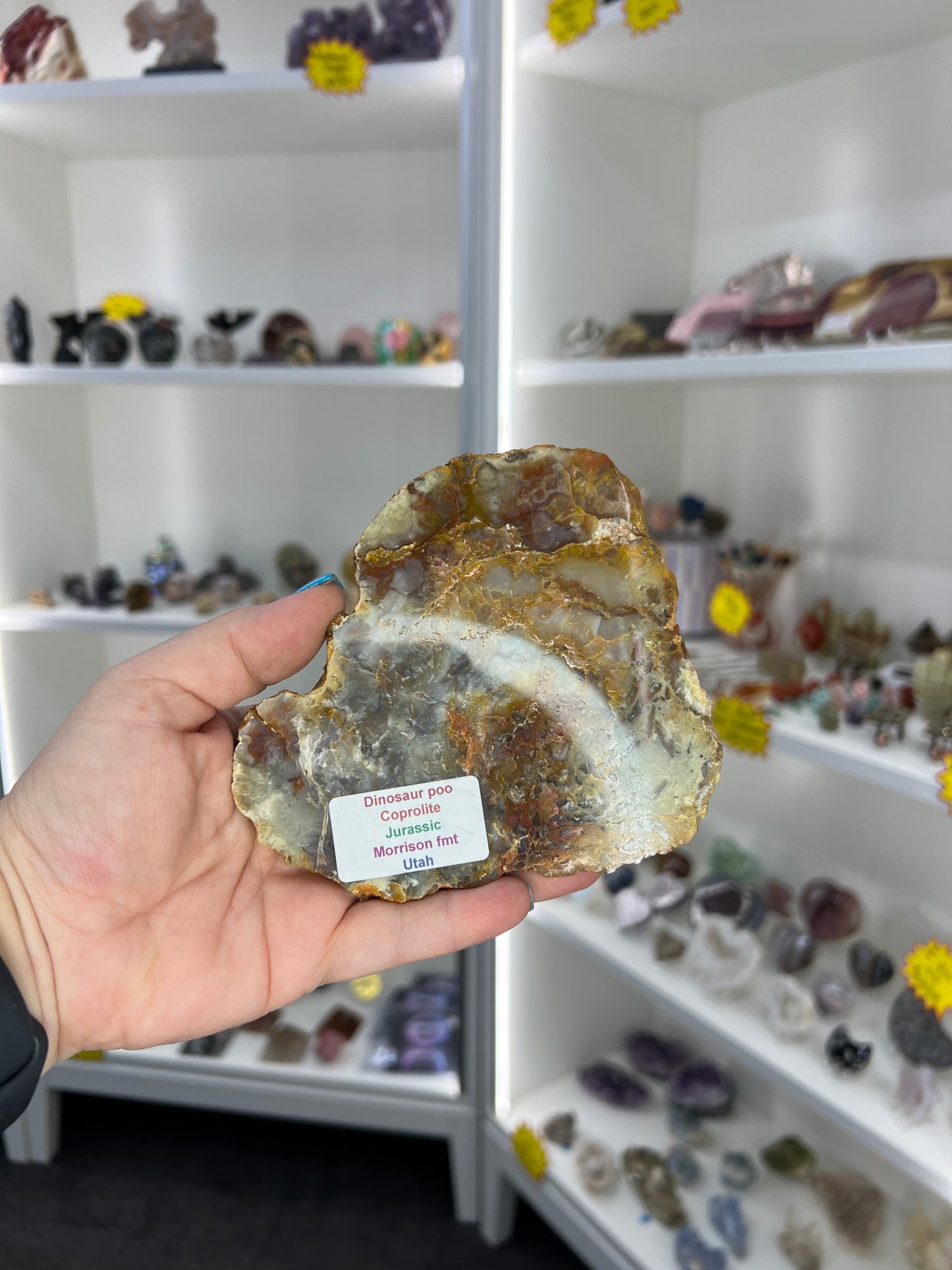 Dinosaur Poo / Coprolite