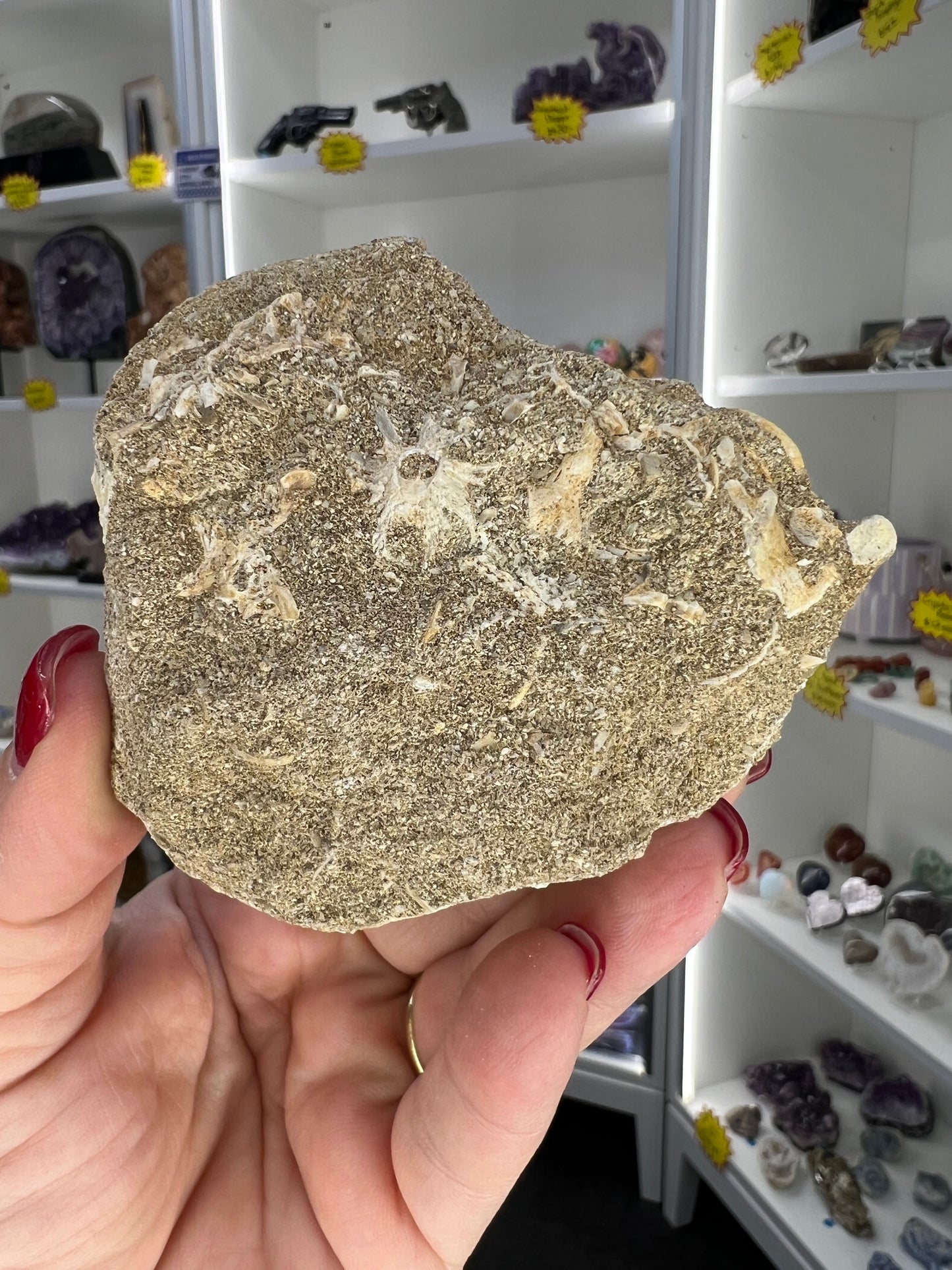 Monasaur Tooth in Matrix