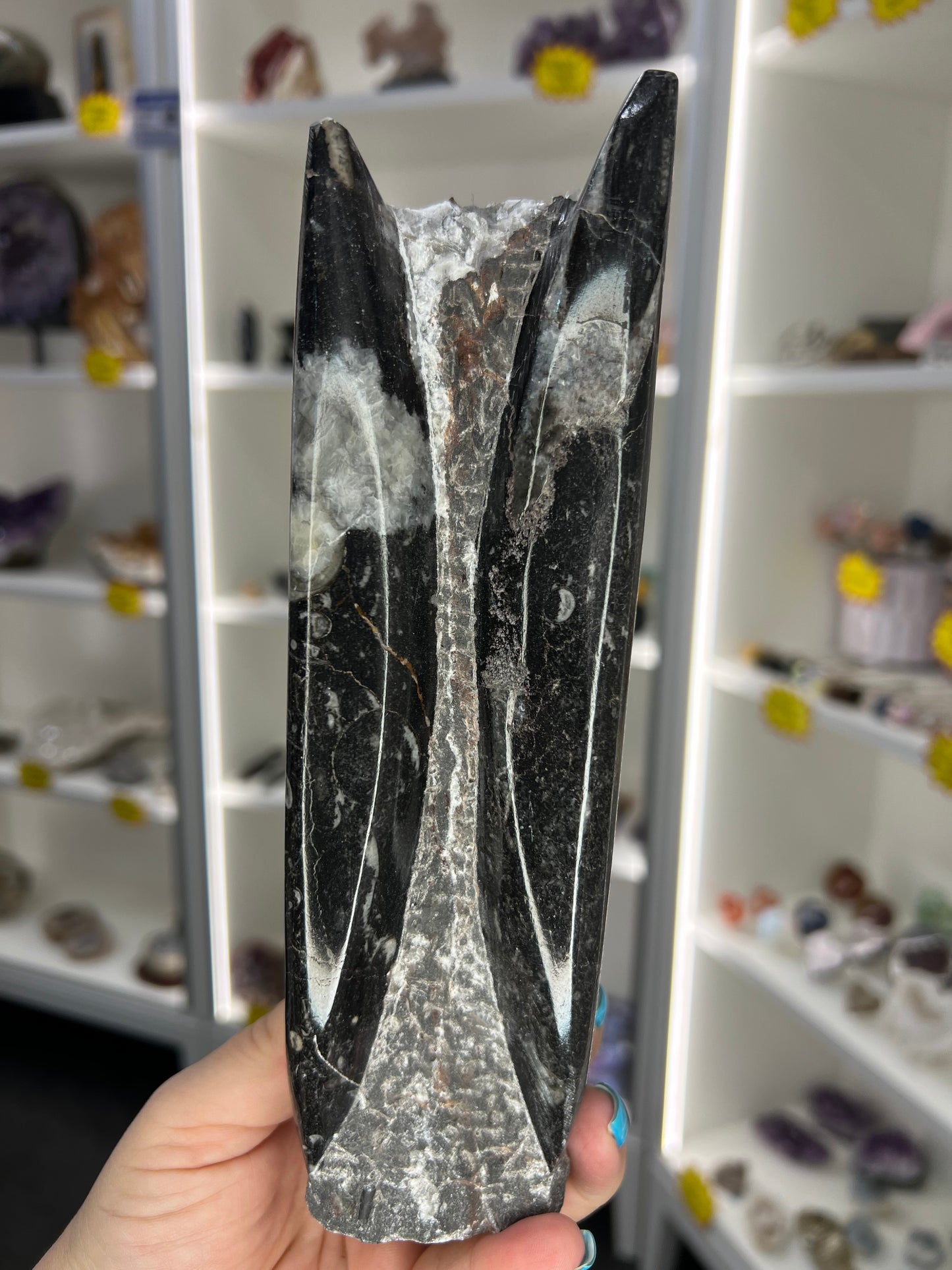 Orthoceras Tower