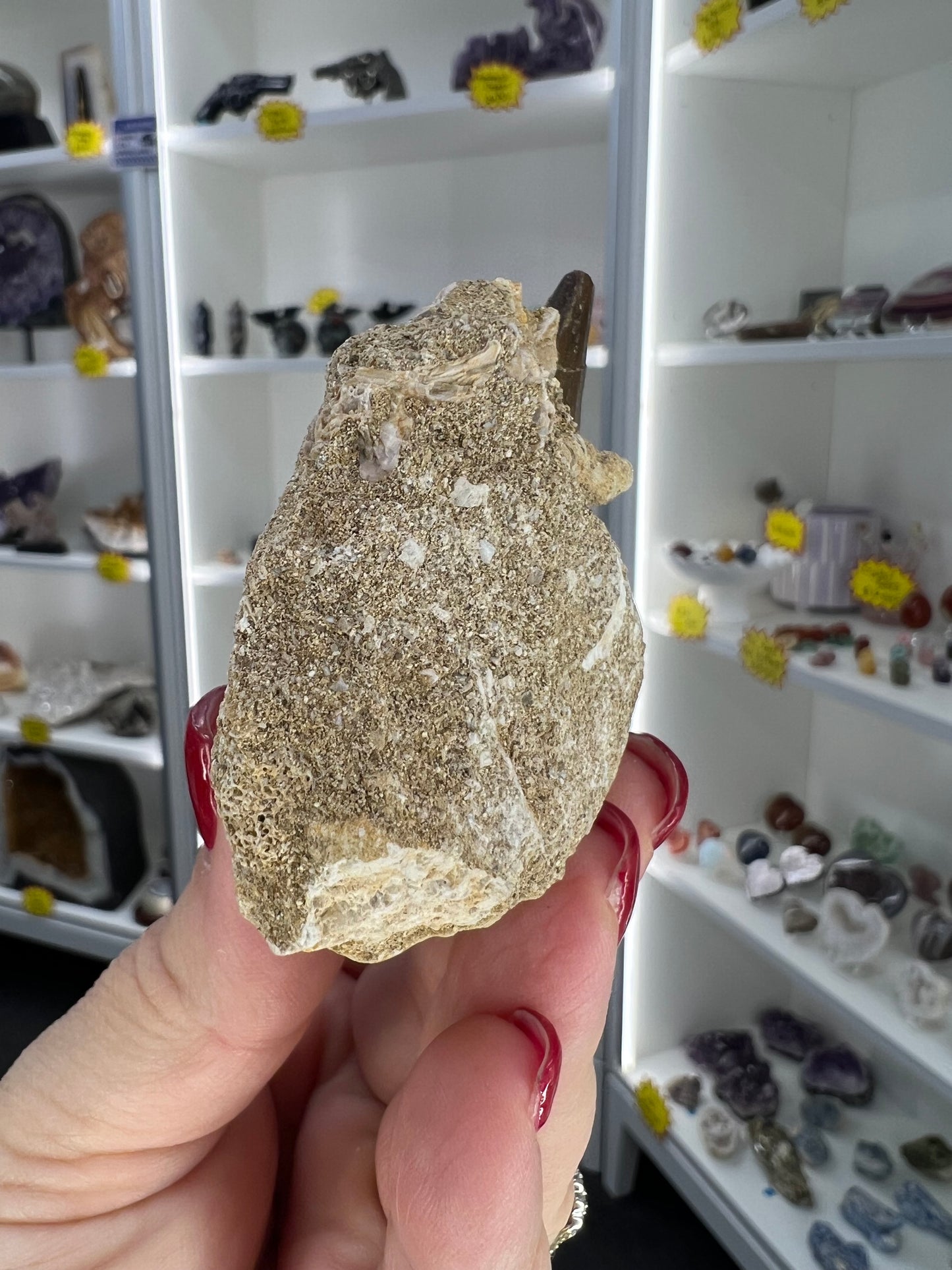 Monasaur Tooth in Matrix