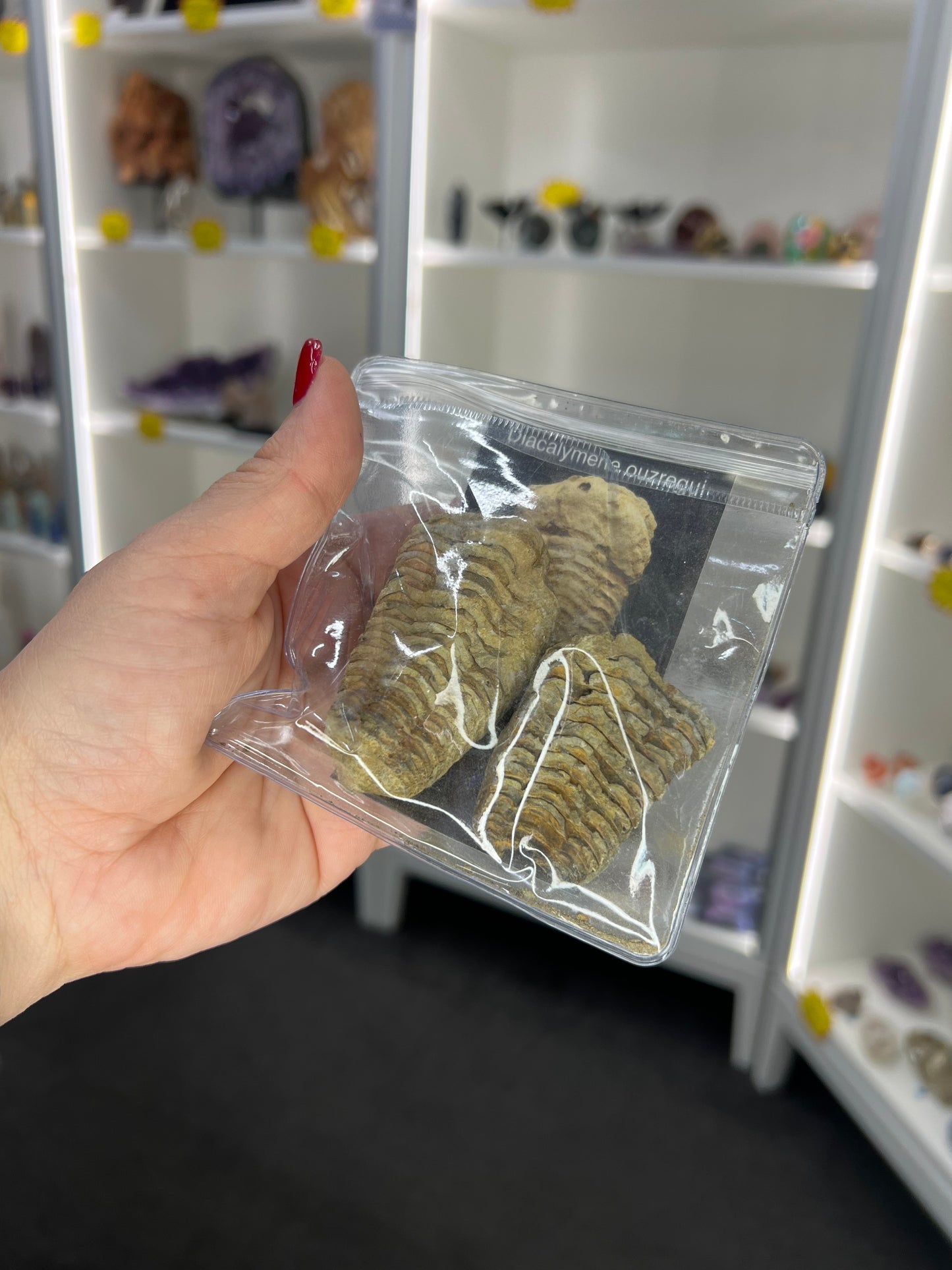 Trilobite