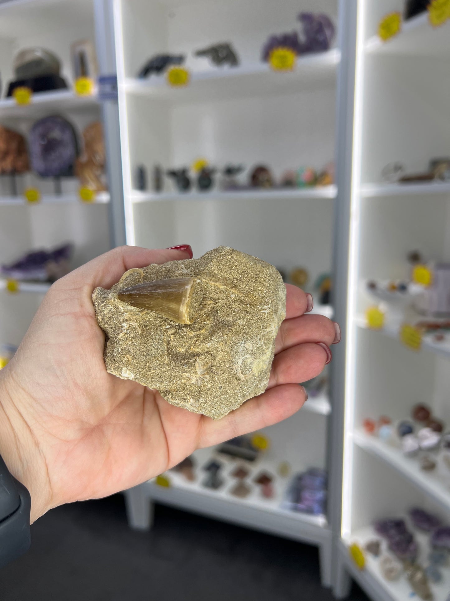 Monasaur Tooth in Matrix