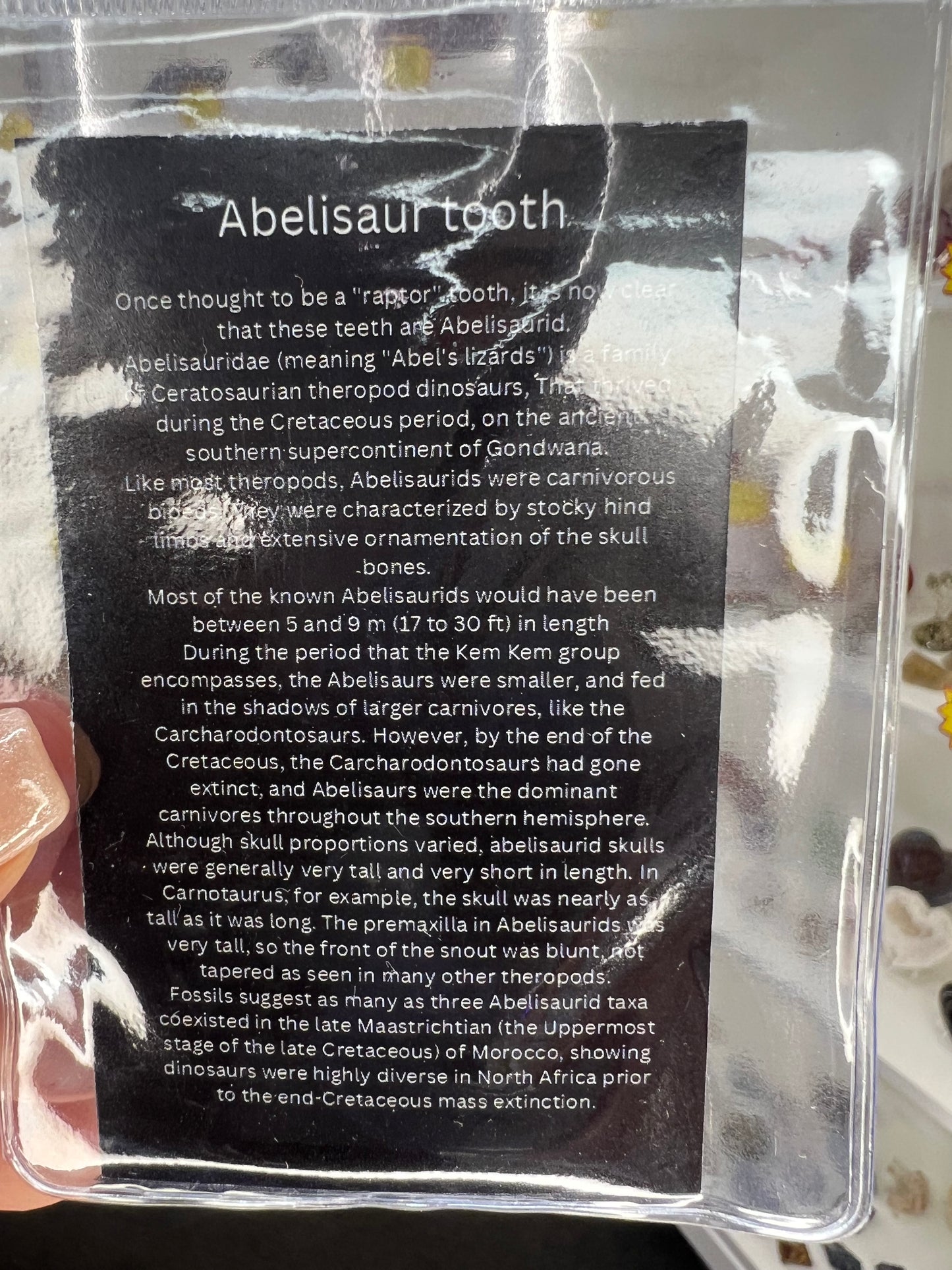 Abelisaur Tooth