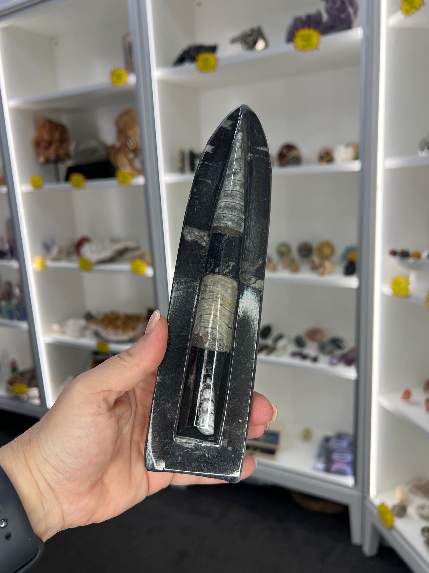 Orthoceras Totem