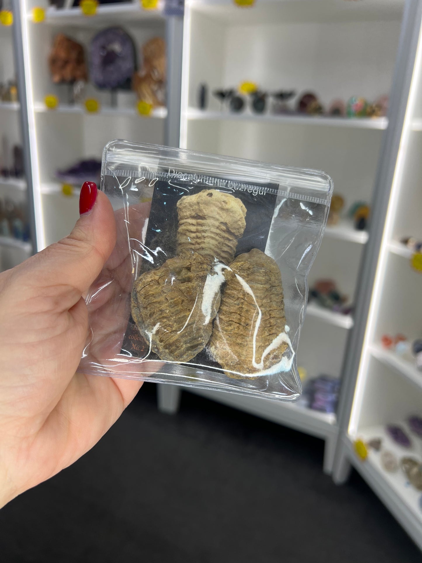 Trilobite