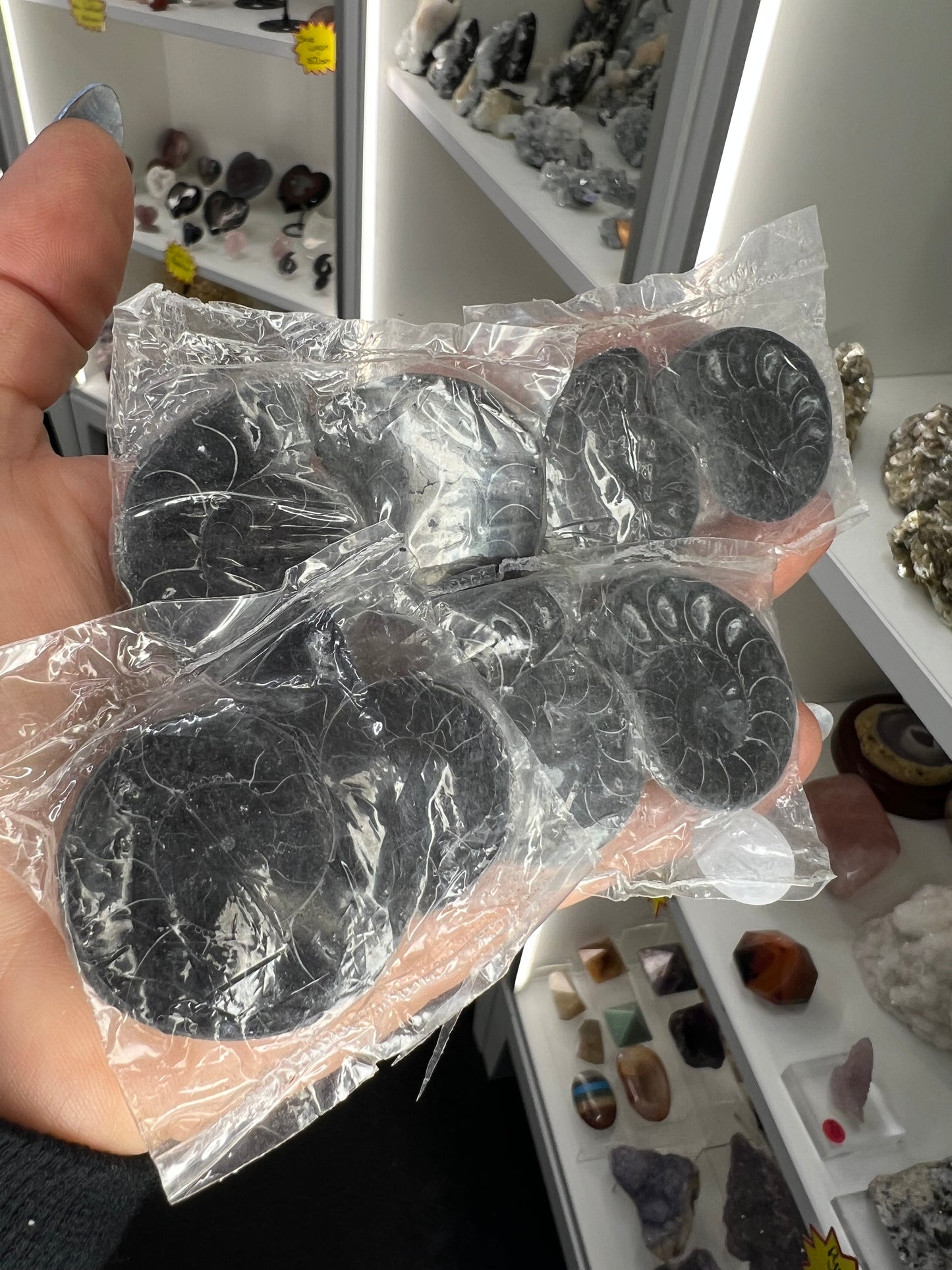 Ammonite Pair