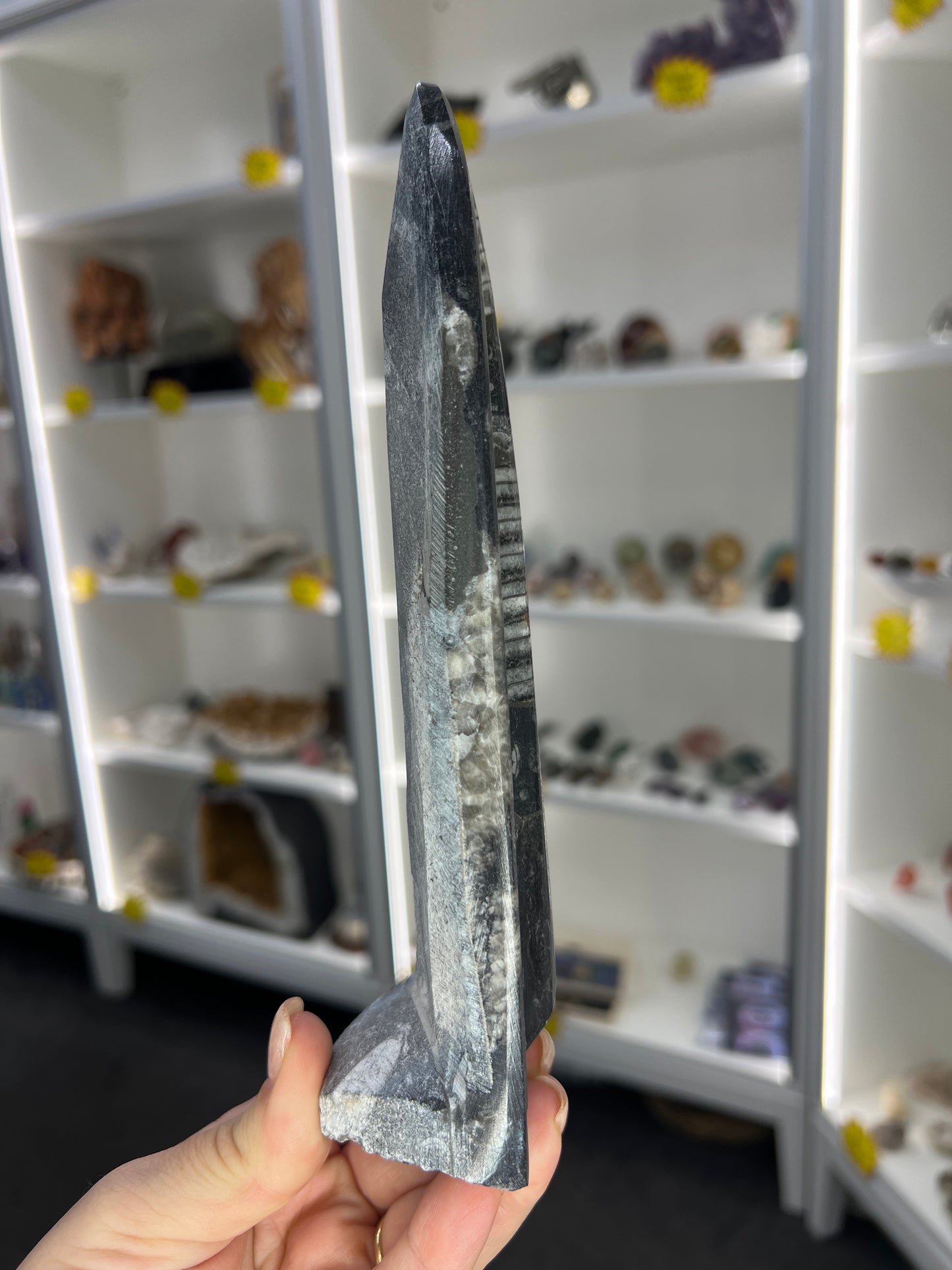 Orthoceras Totem
