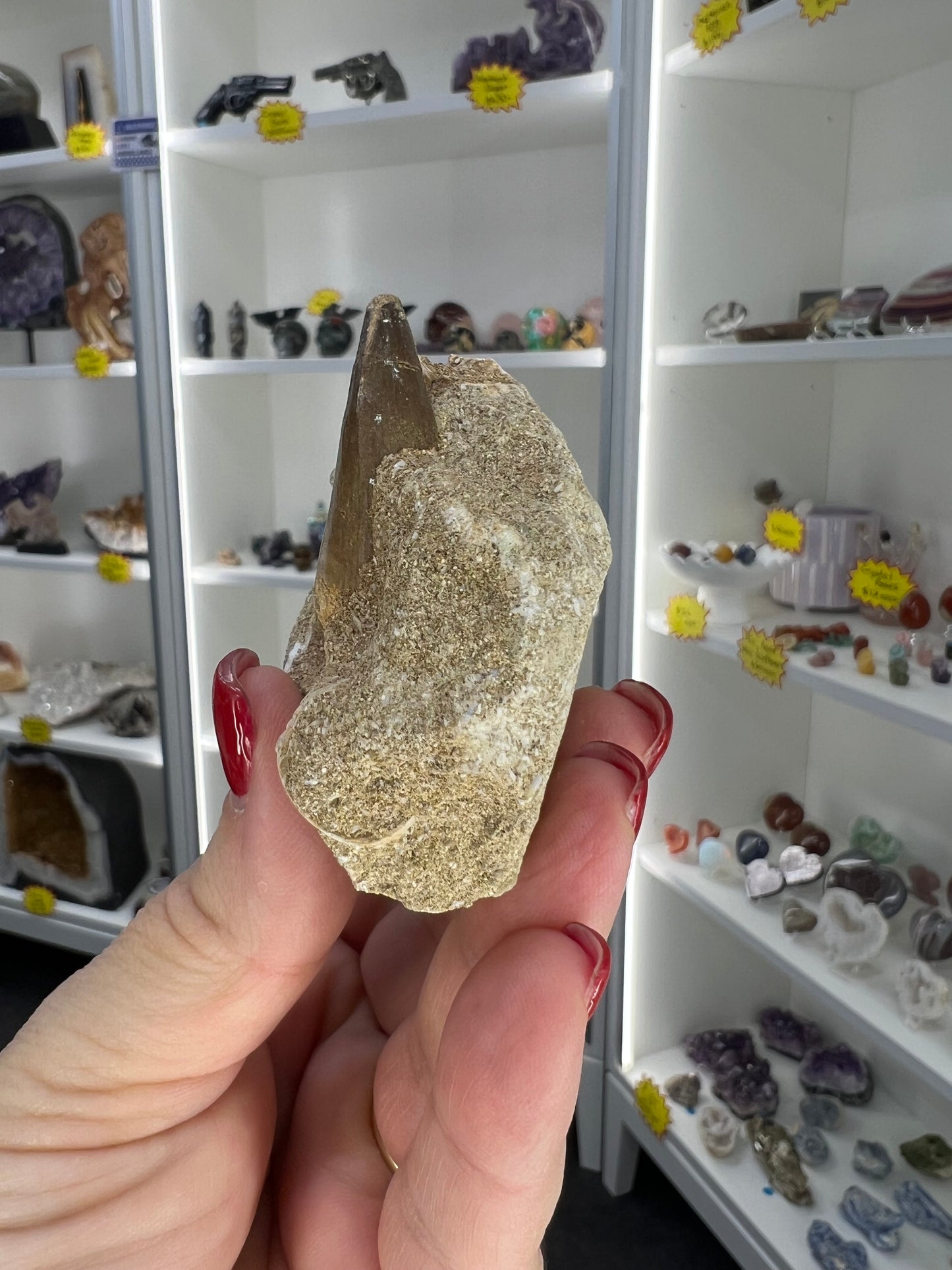 Monasaur Tooth in Matrix