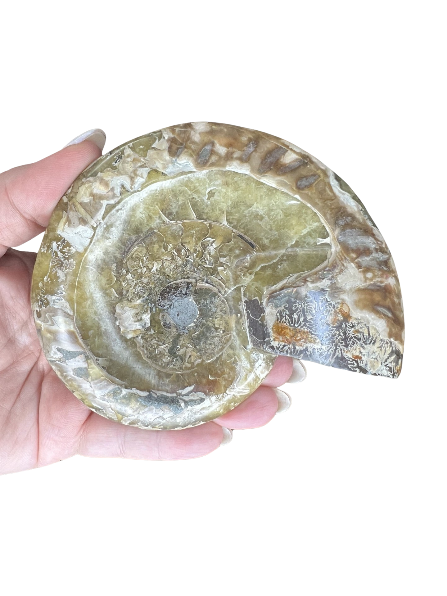 Ammonite Bowl