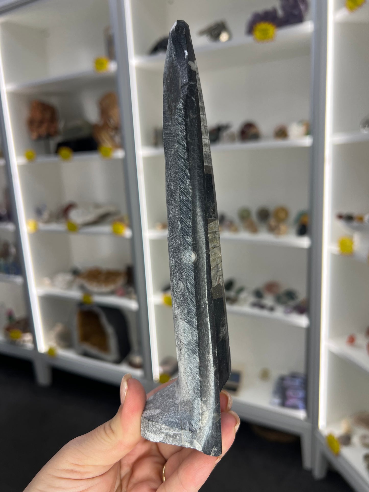 Orthoceras Totem