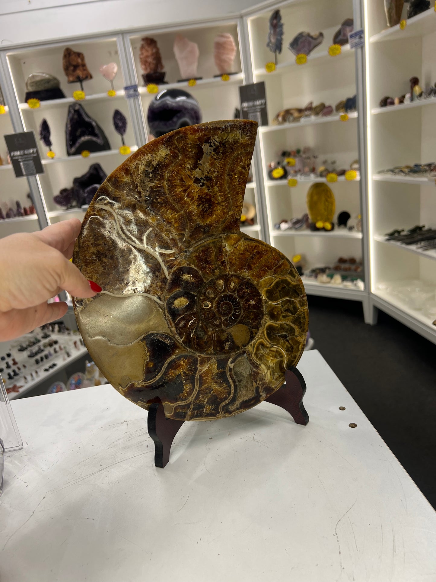 Huge Ammonite on Stand