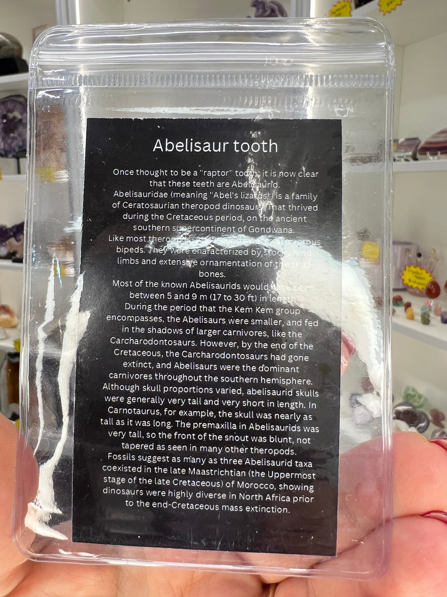 Abelisaur Tooth