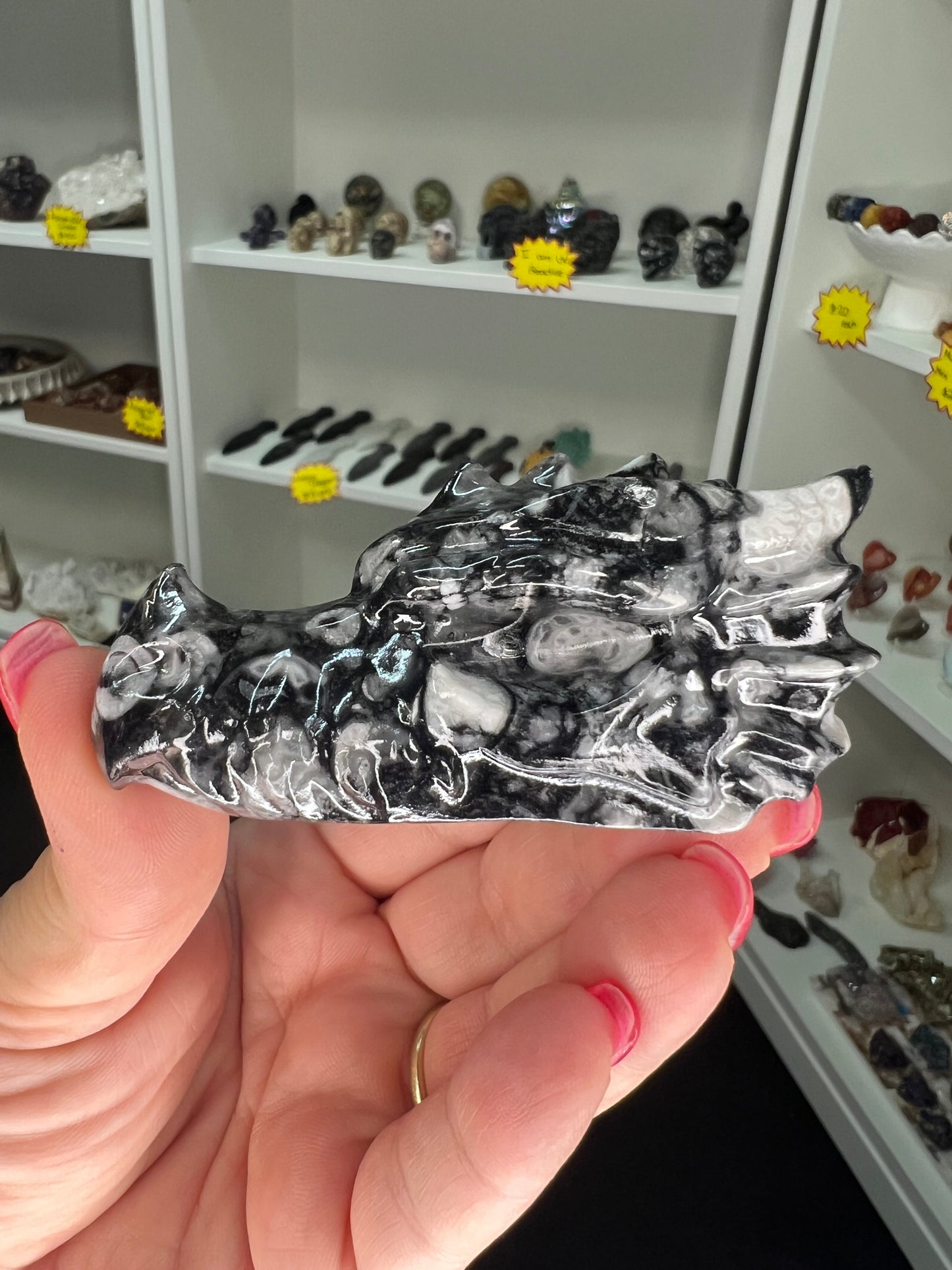 Shell Dragon Head