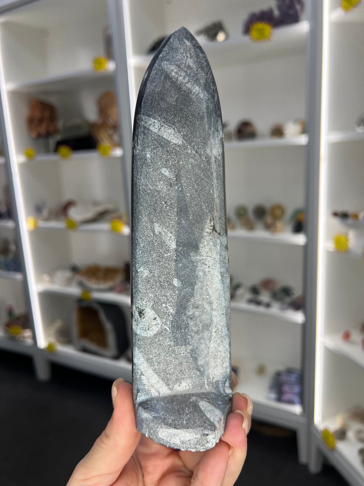 Orthoceras Totem