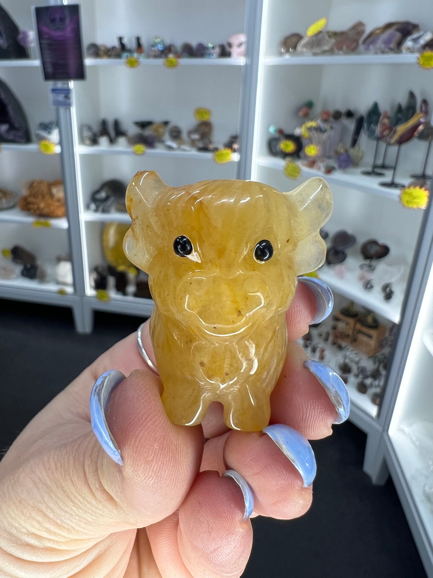 Golden Healer Highland Cow